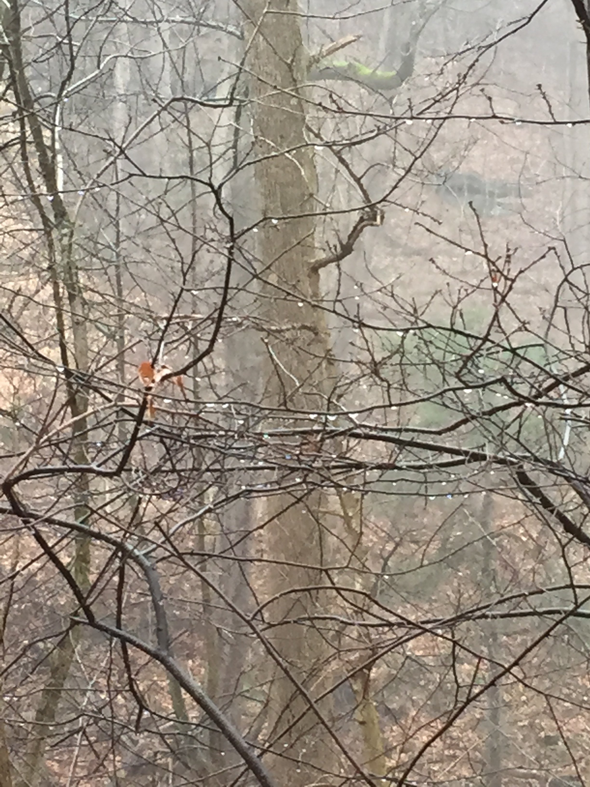 Morning Meditation Sit  