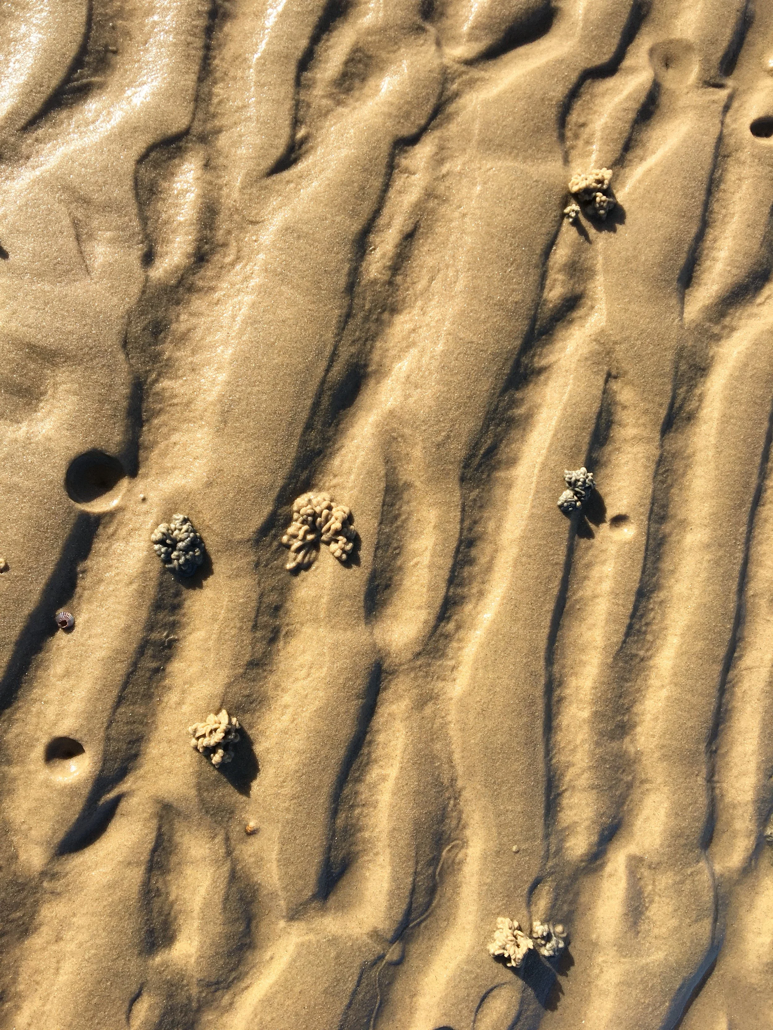 Torah Study: Pekudei 