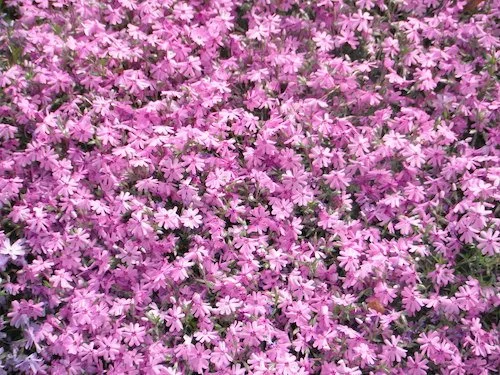 Morning Meditation Sit: Chesed 