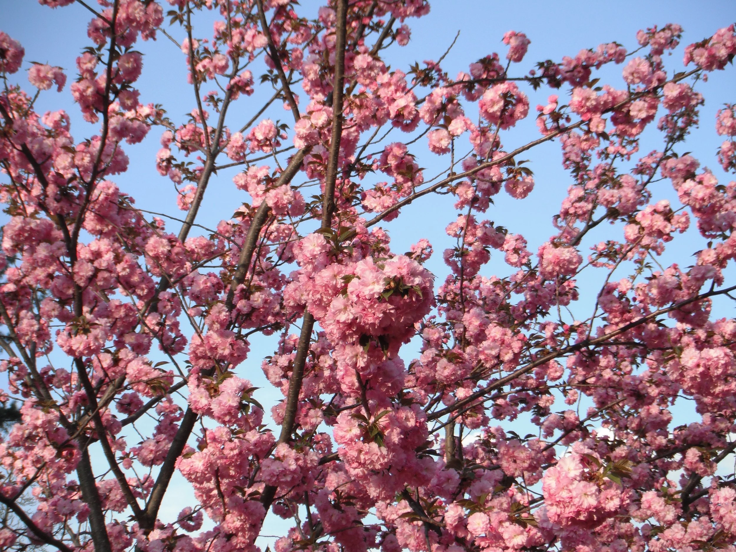 Chesed: Loving Generosity 