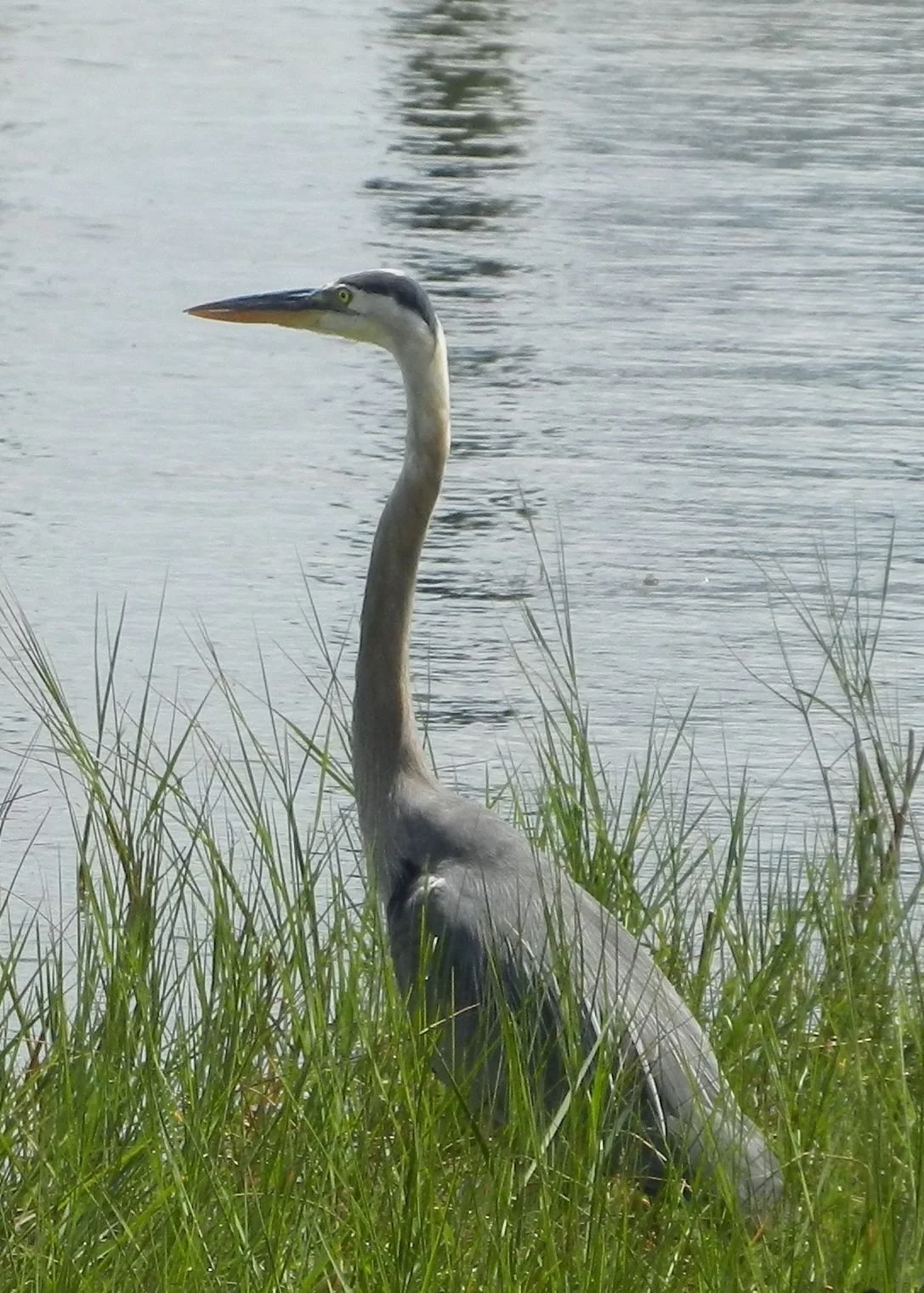Morning Meditation Sit