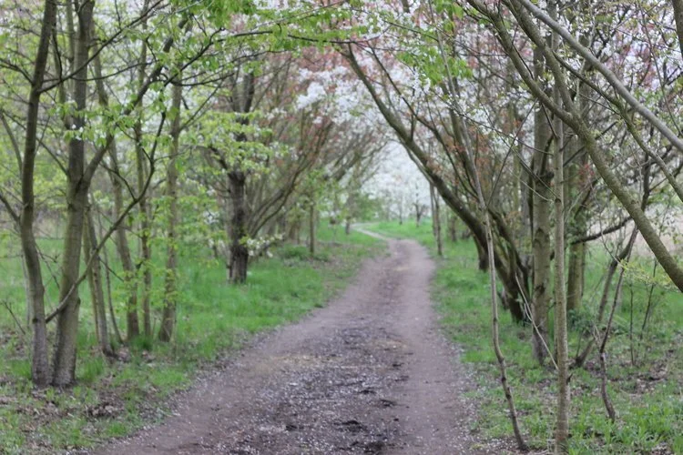 Morning Meditation Sit  