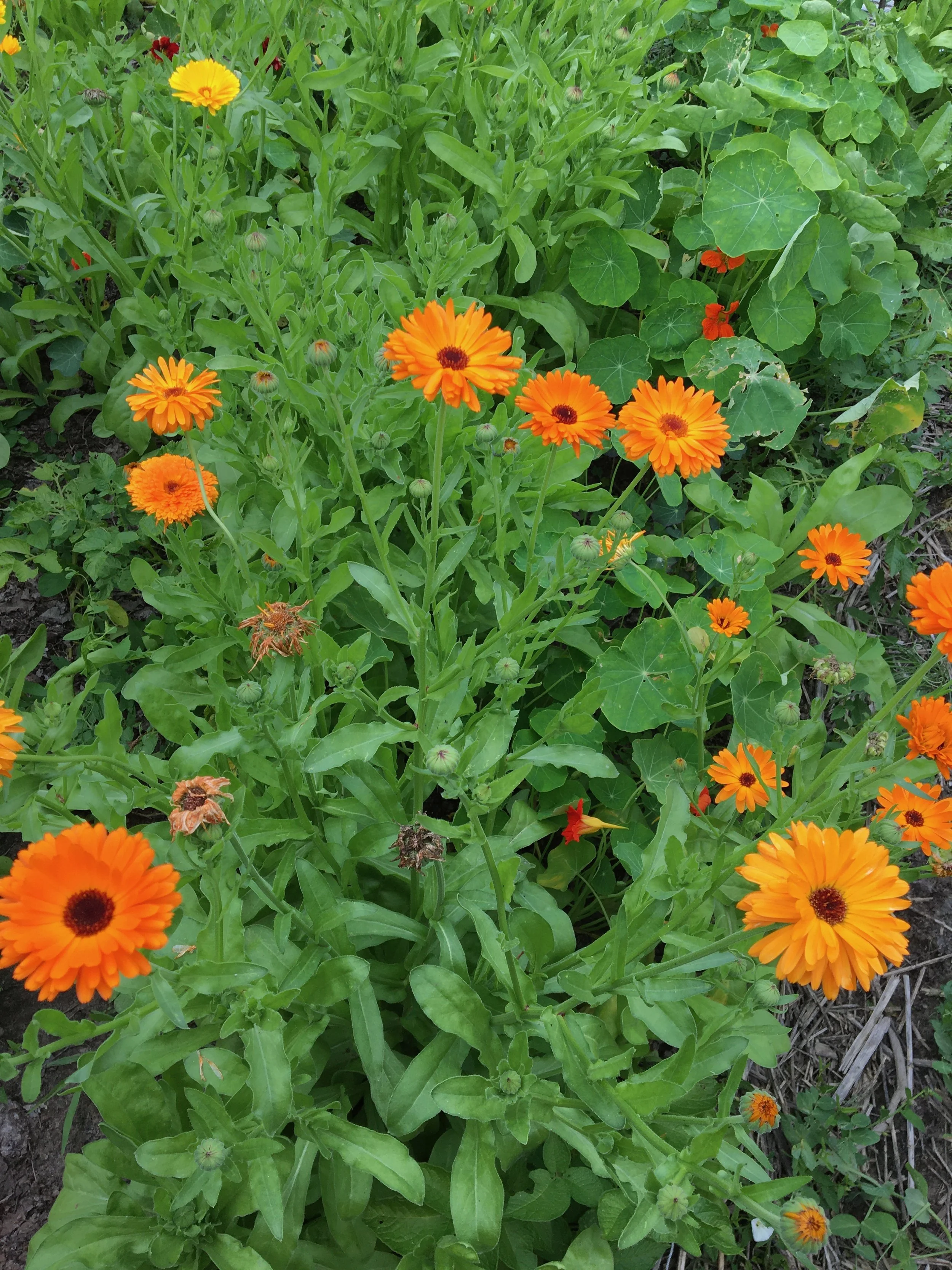 Morning Meditation Sit   - Petach Ha’ohel,