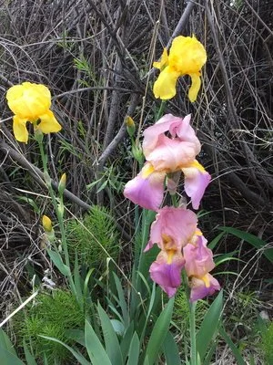 Morning Meditation Sit   