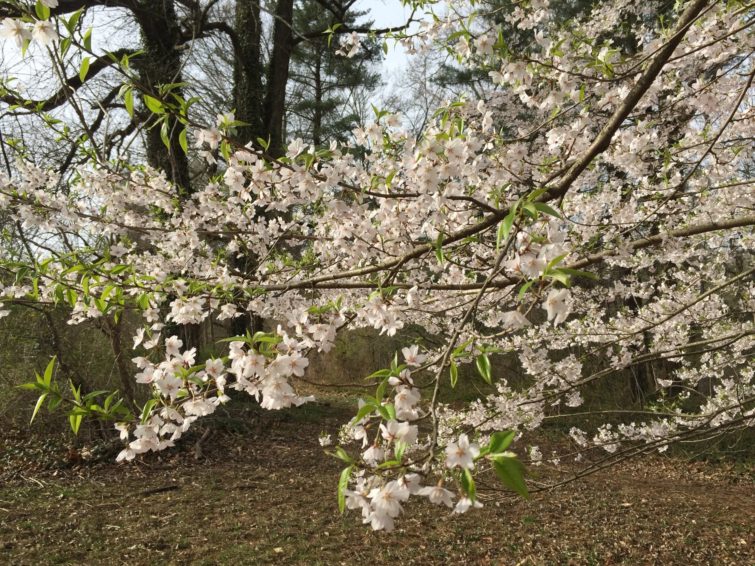 Morning Meditation Sit: Rosh Chodesh Nisan