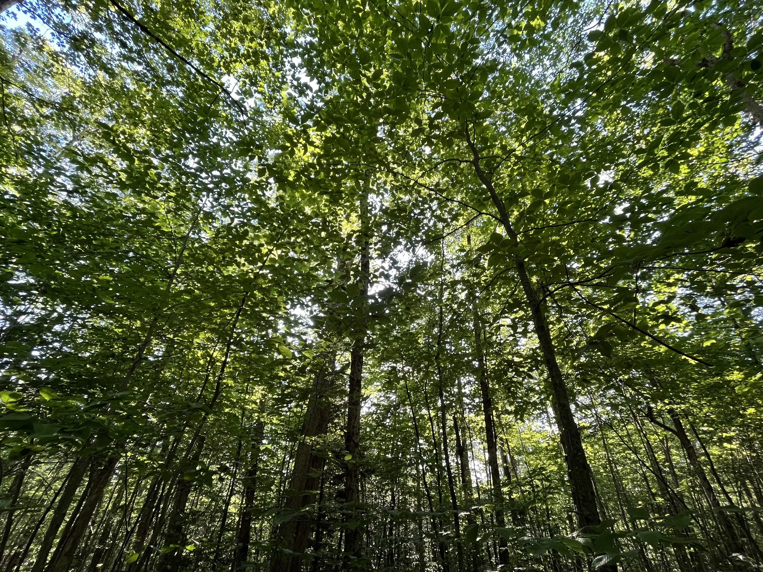 Morning Meditation Sit: Tzav and Passover 