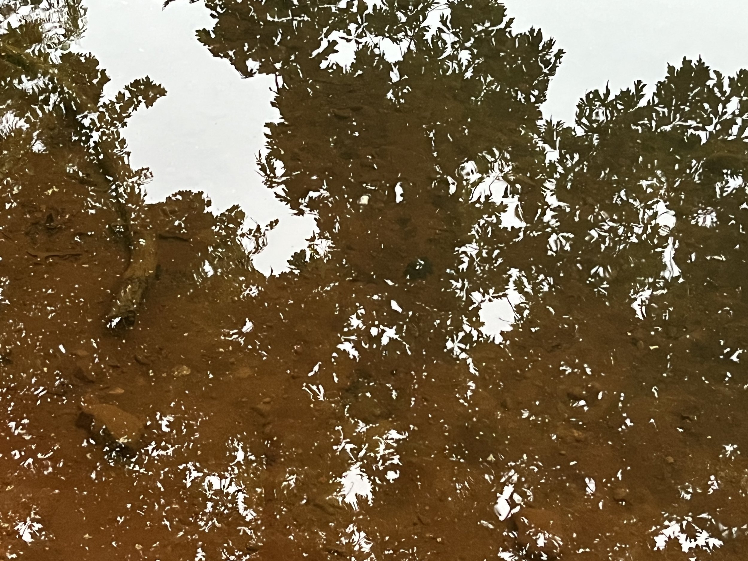 Morning Meditation Sit - Shelach Lecha 