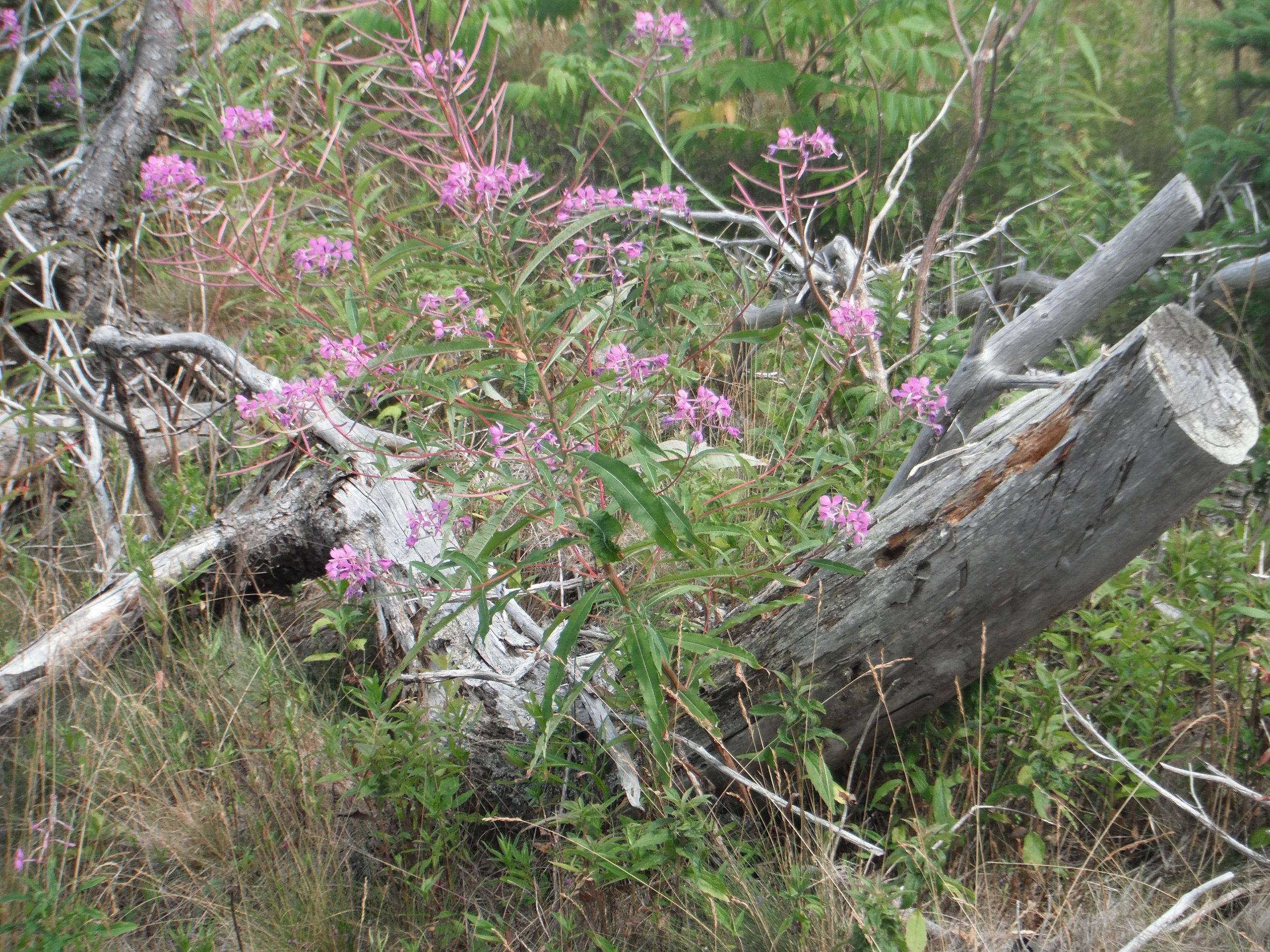 Morning Meditation Sit - Korach