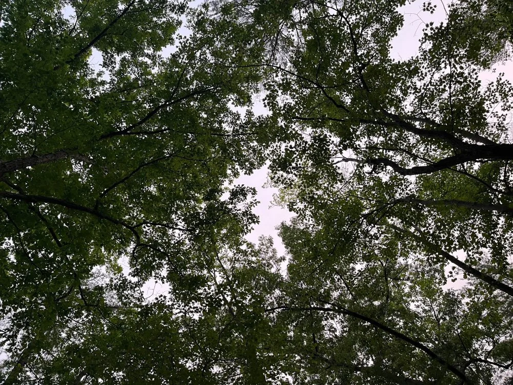 Morning Meditation Sit - Pinchas