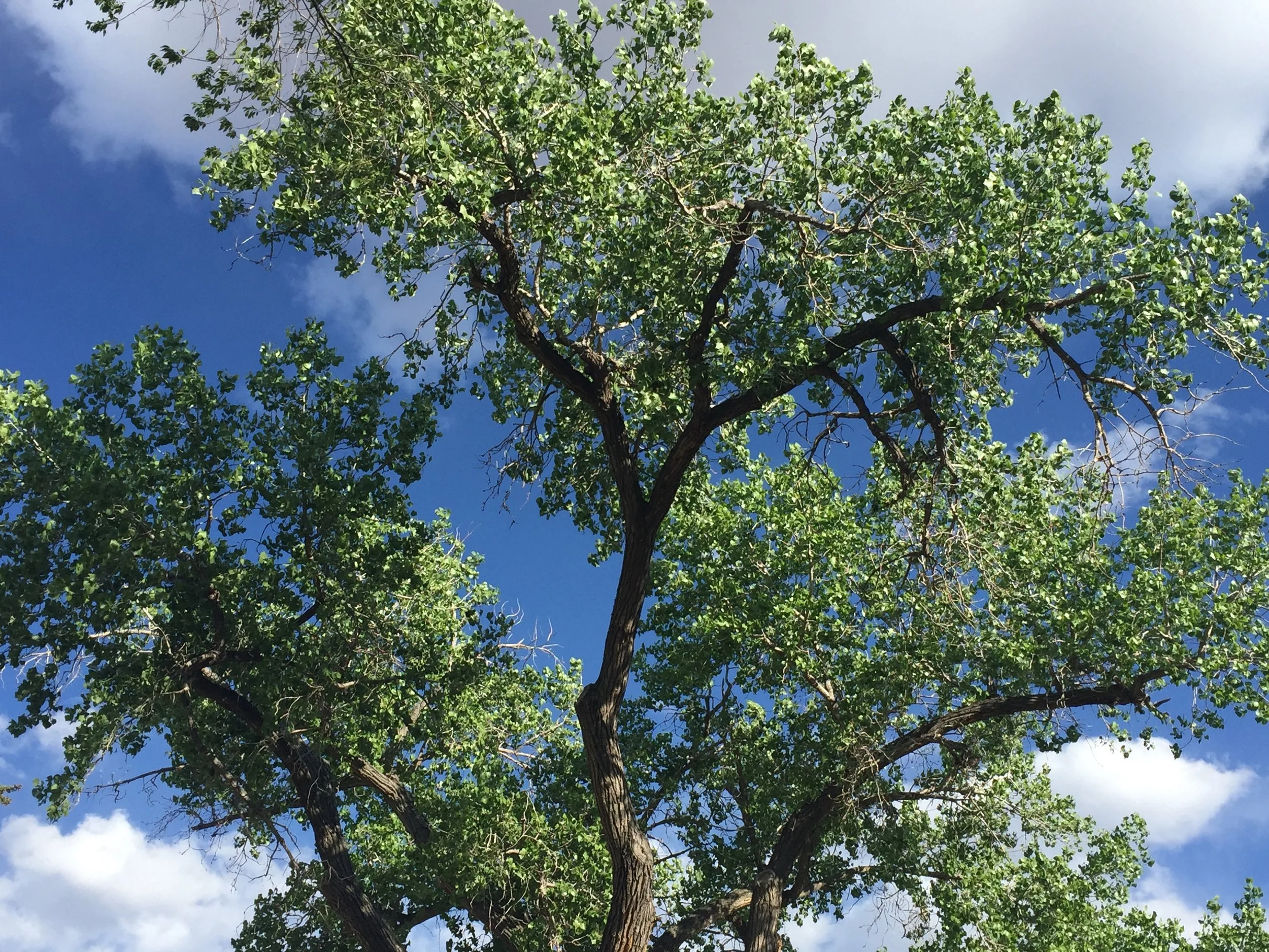 Morning Meditation Sit - Parshat Eikev