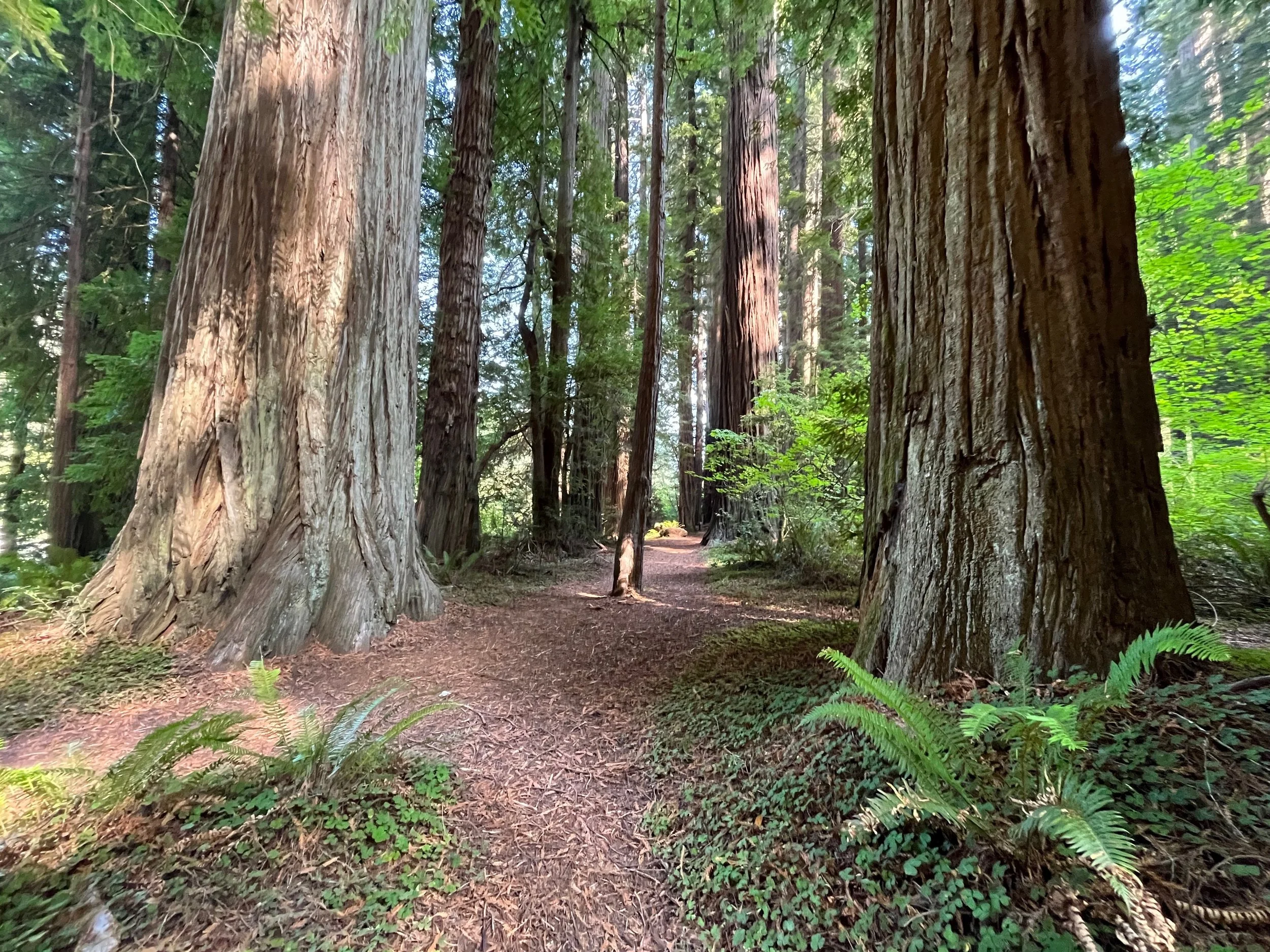 Morning Meditation Sit: At the Opening 