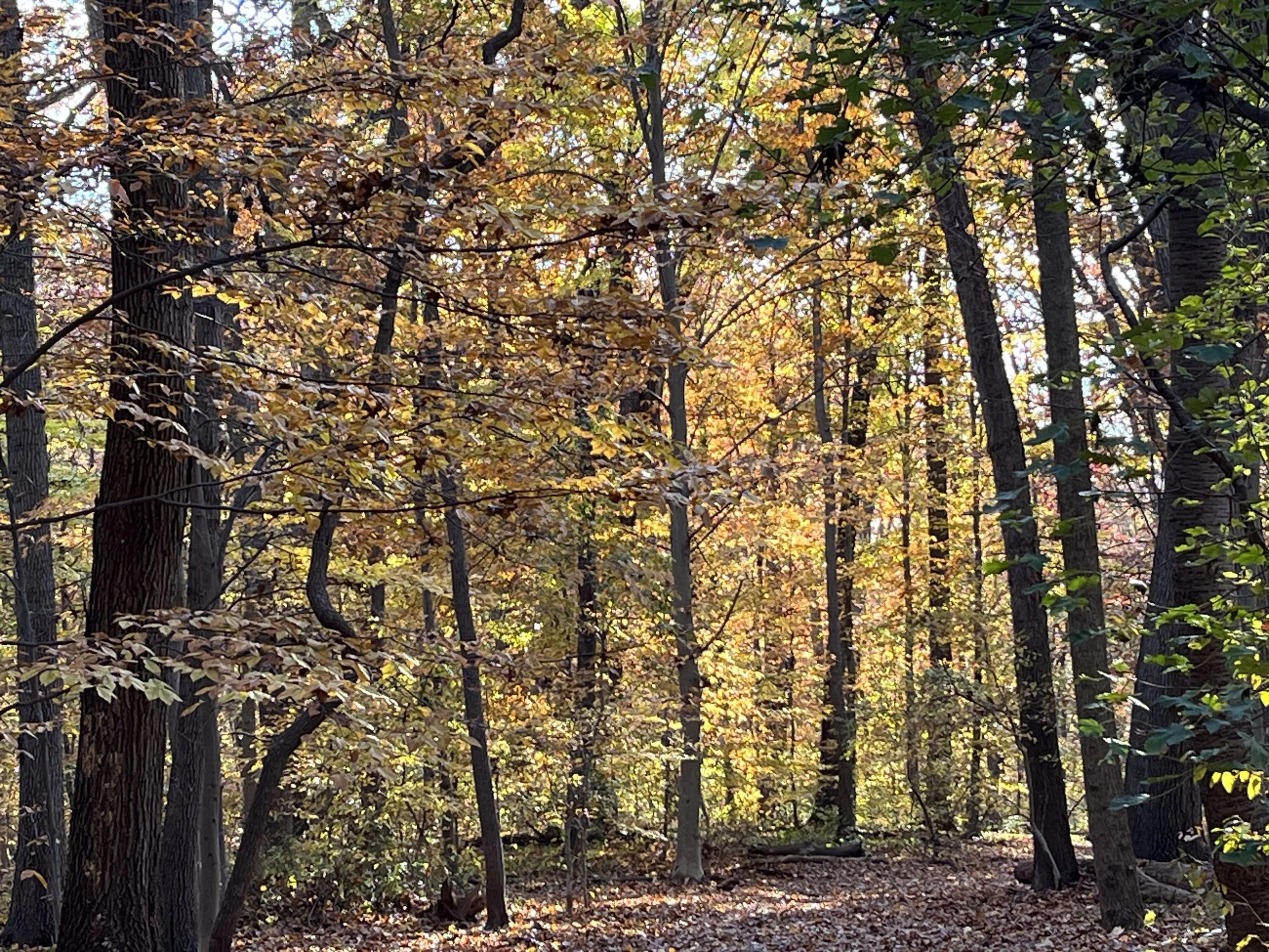 Torah Study - Vayetze