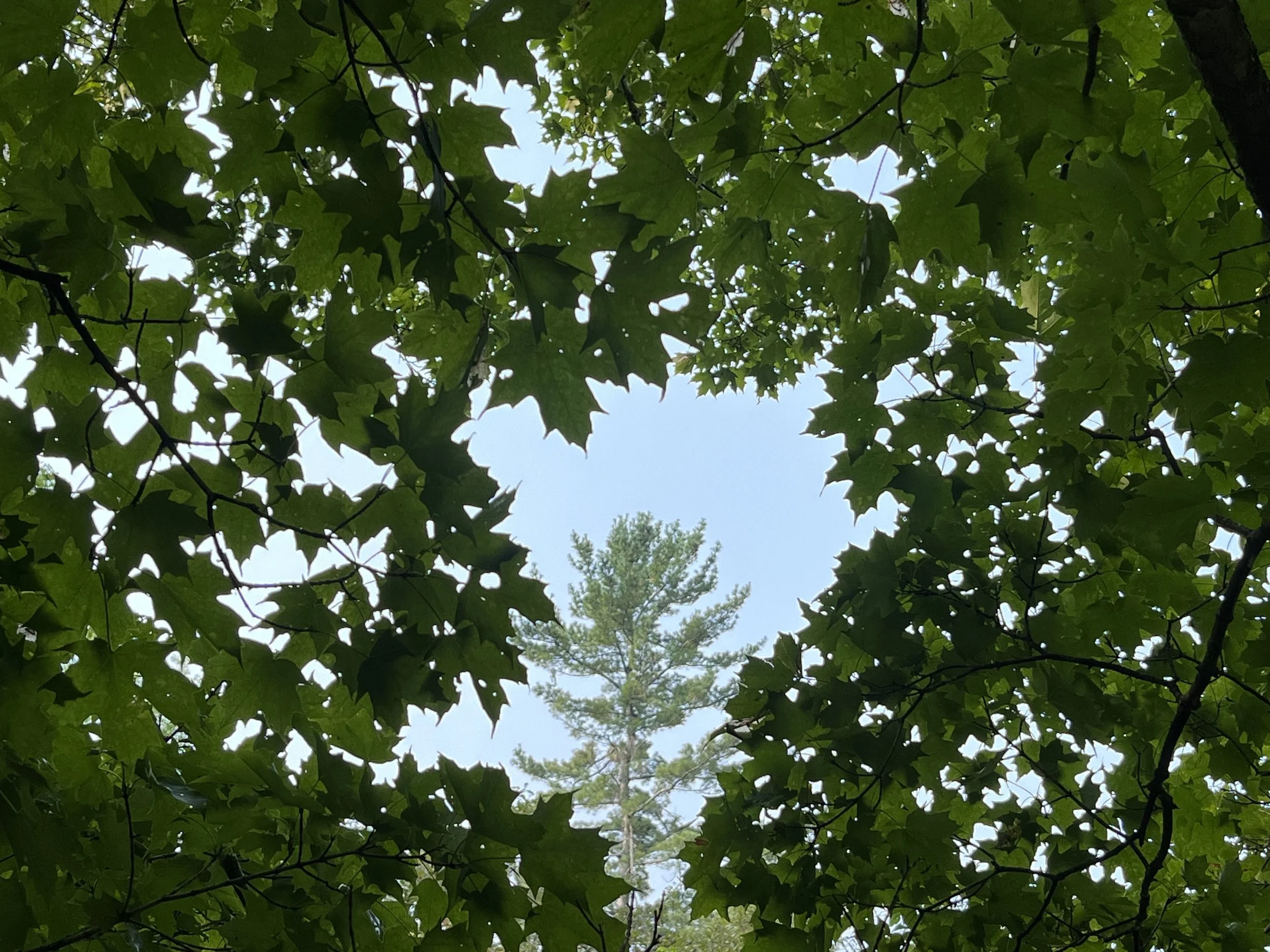 Morning Meditation Sit 