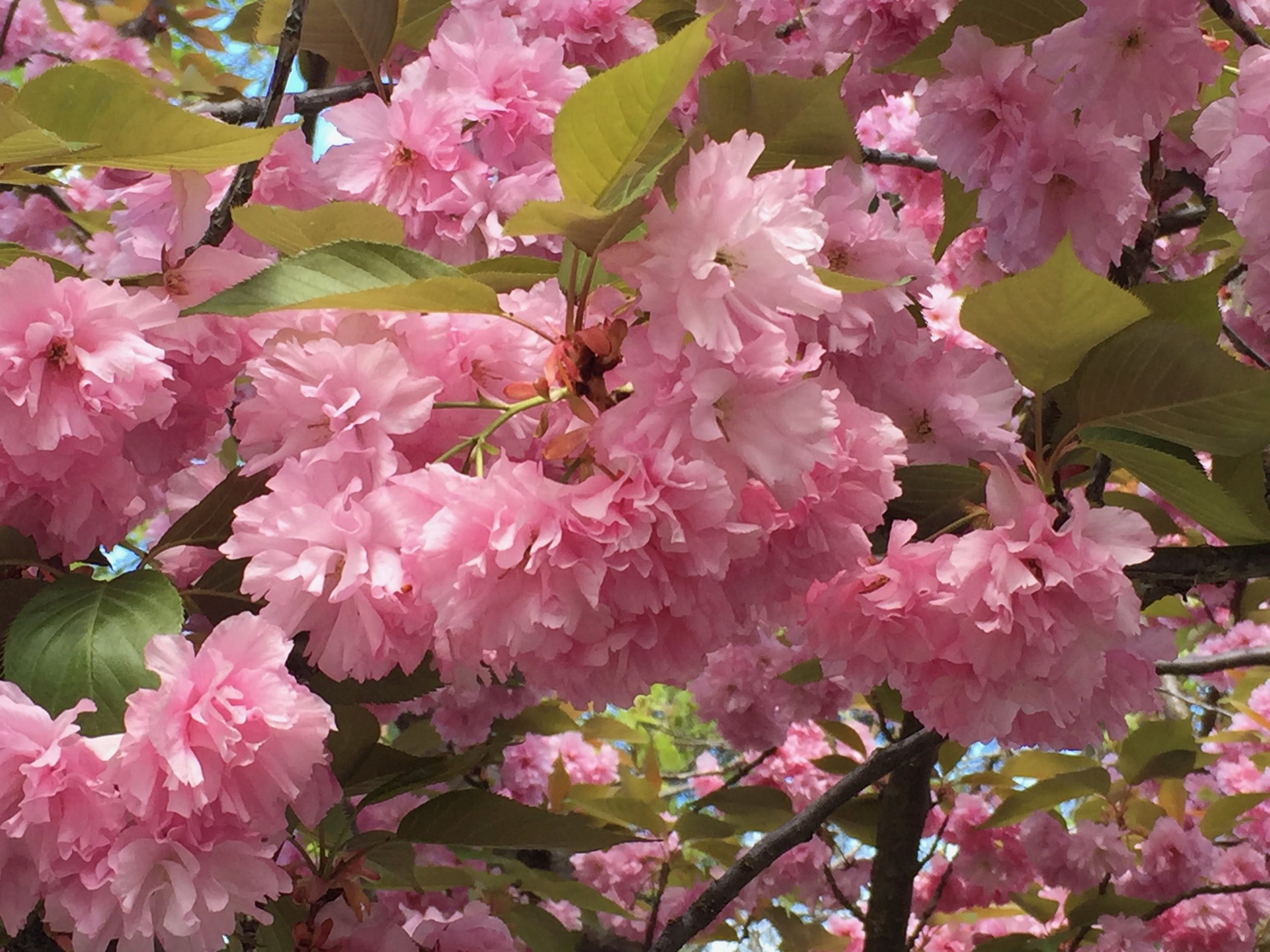 Morning Meditation Sit