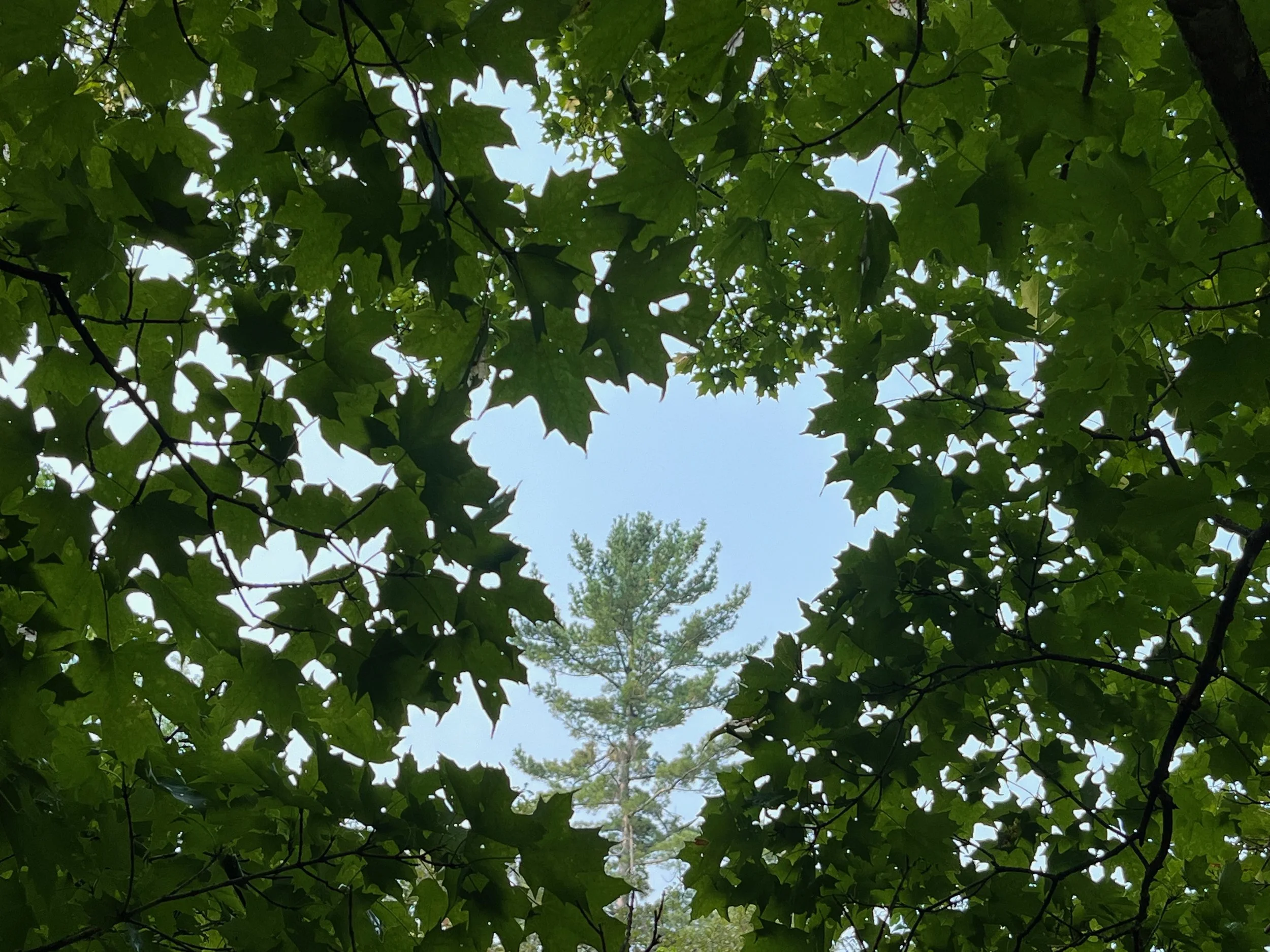 Morning Meditation Sit