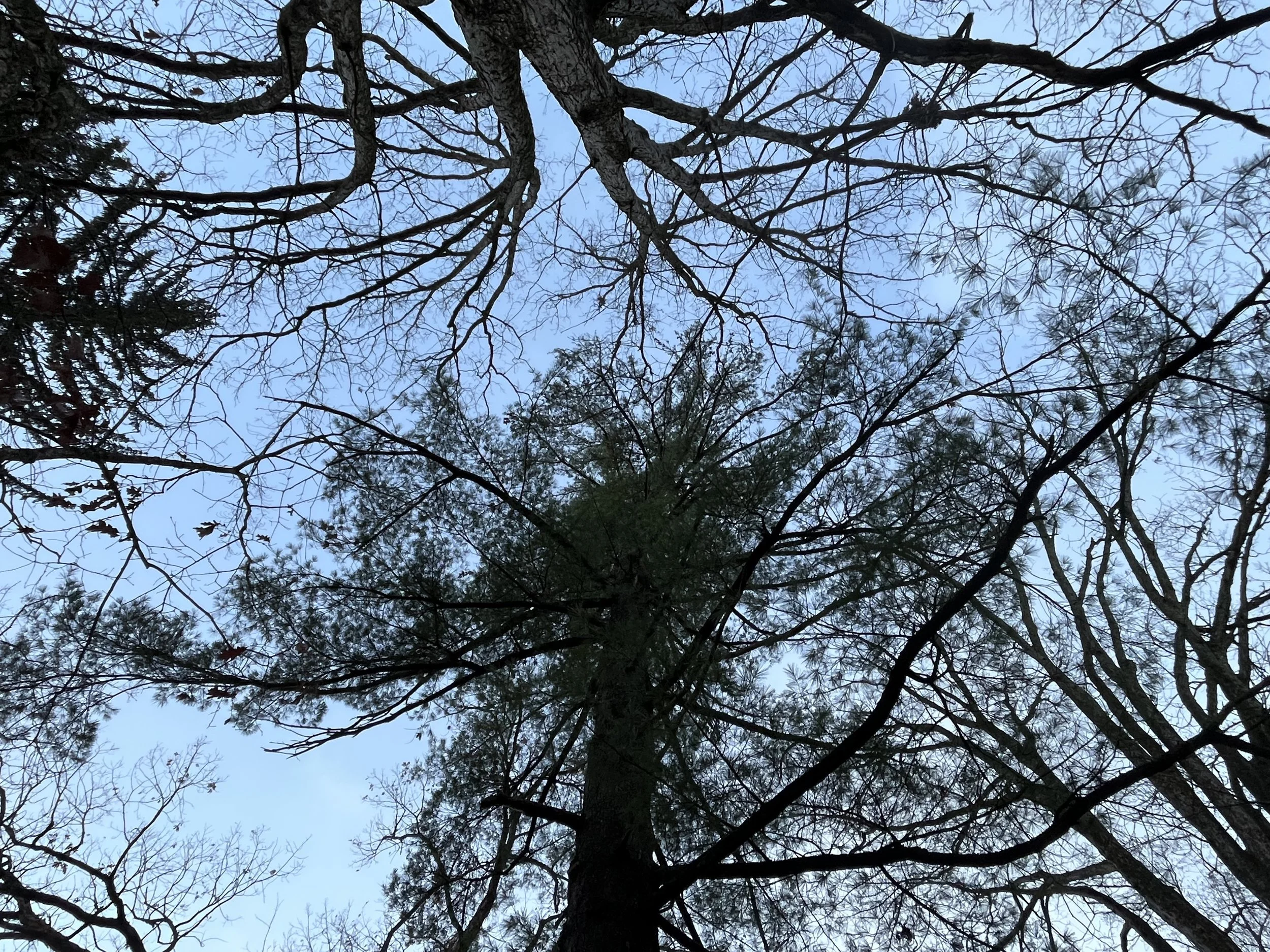 Morning Meditation Sit   