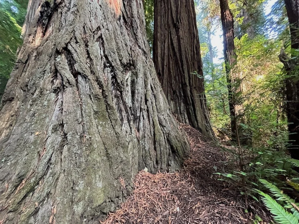 Rooted in Mystery