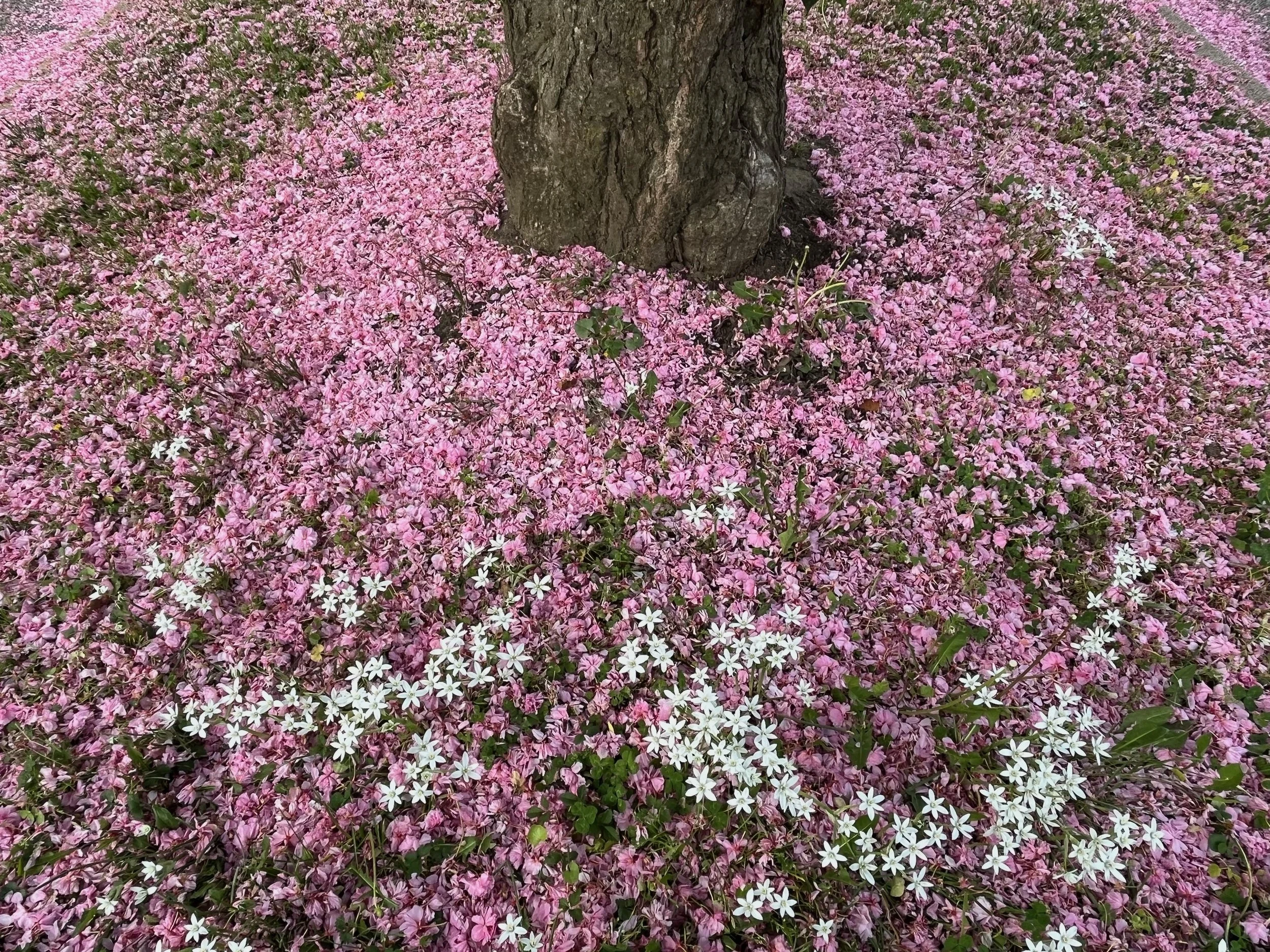 netzach into hod.jpeg