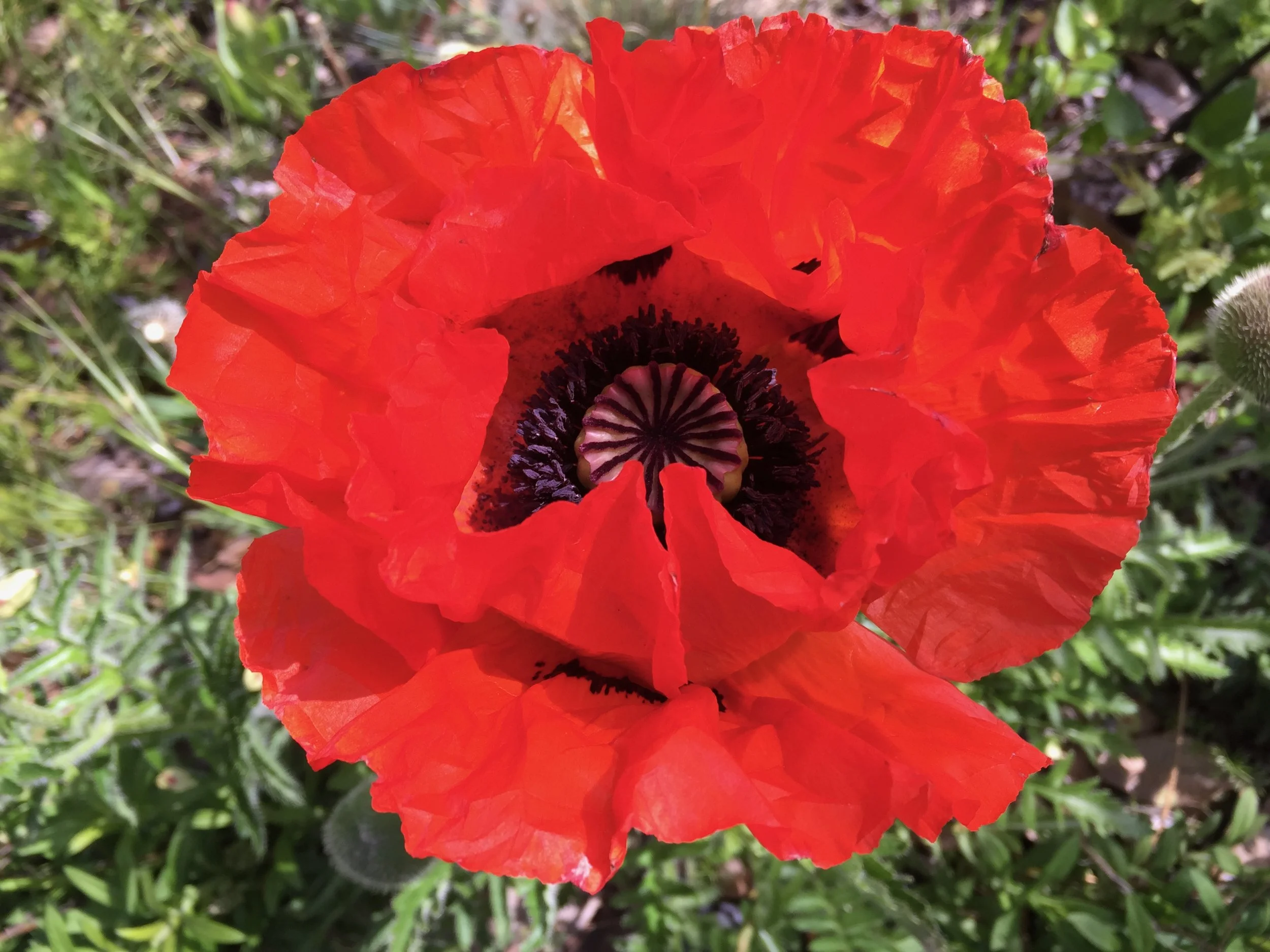 gevurah into tiferet 5786.jpeg