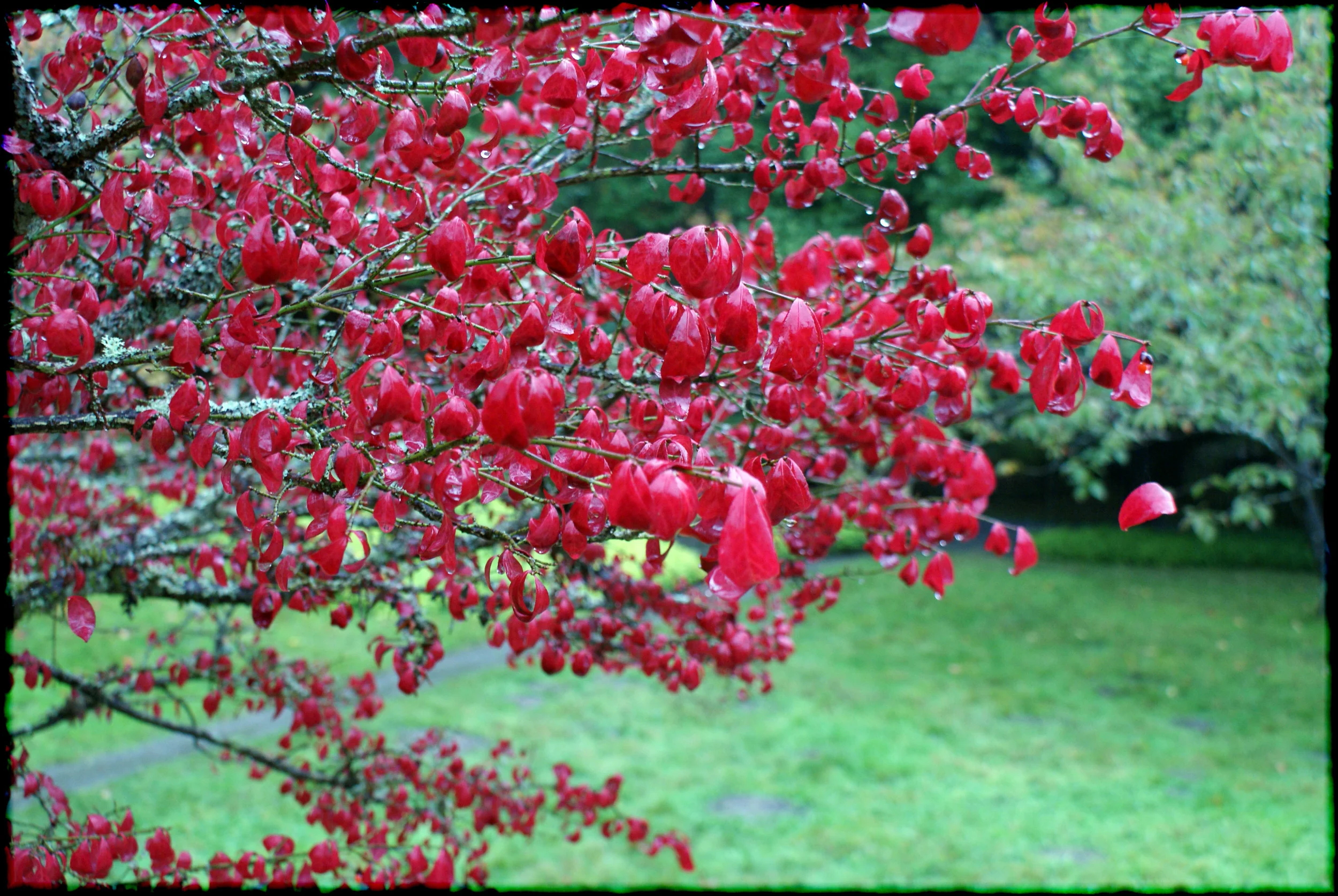 red_01.jpg