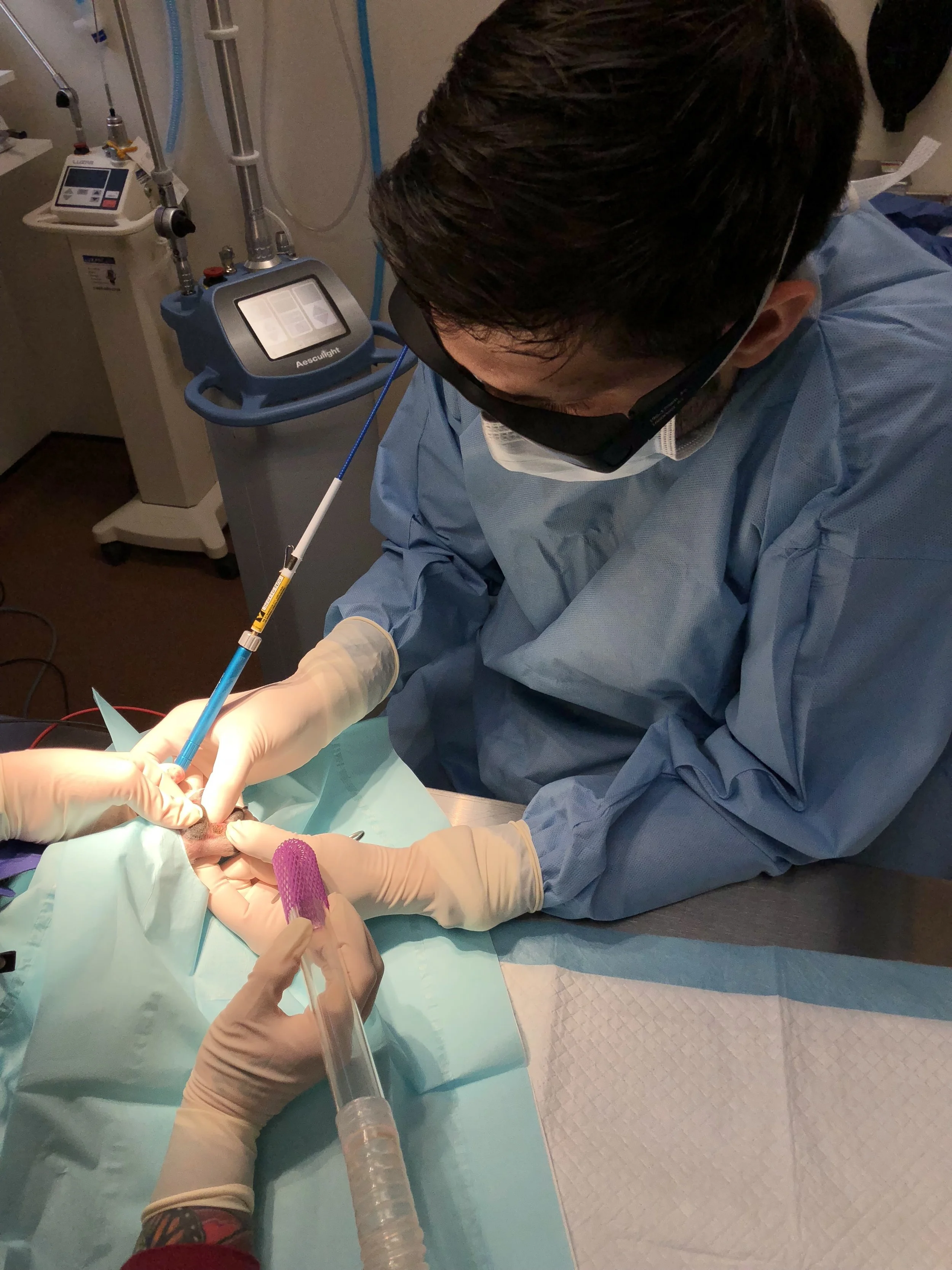laser surgery for dogs