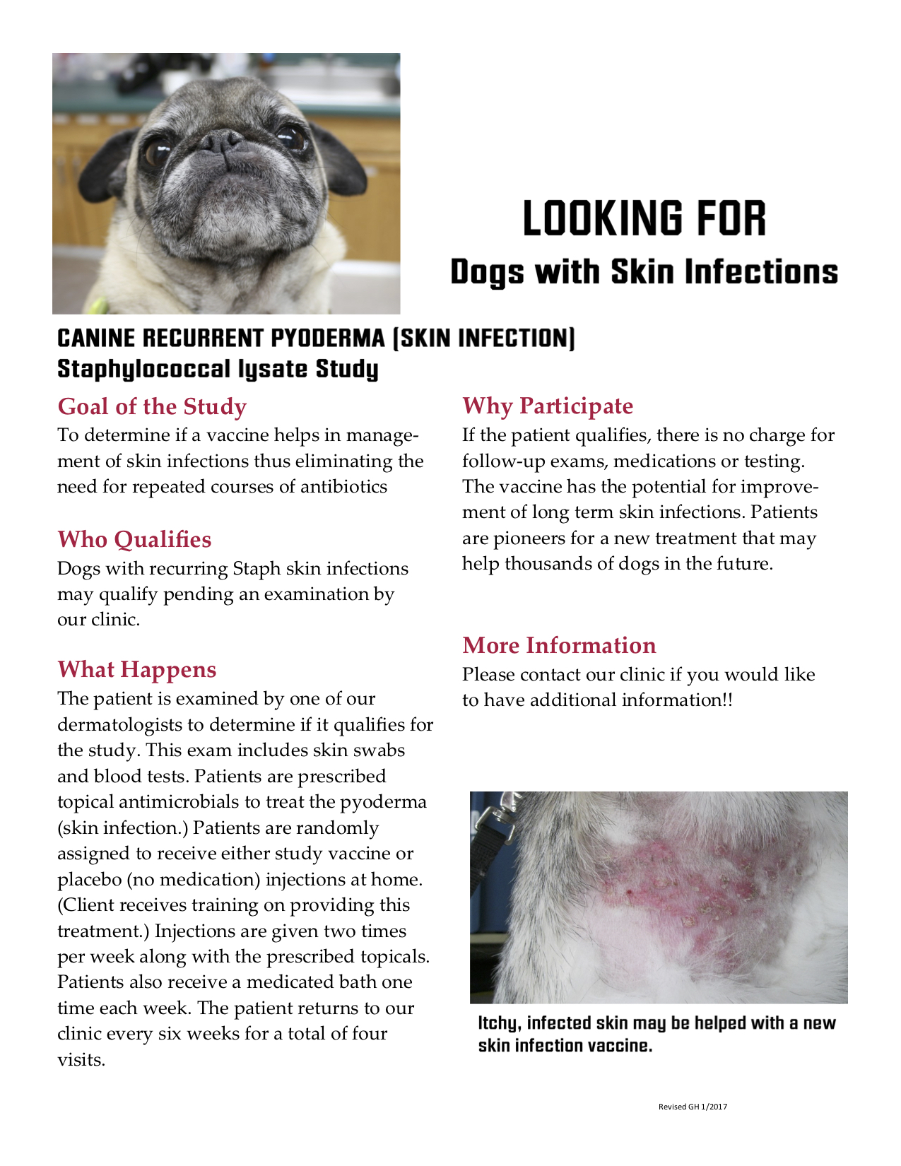 Staph Infection Study For Dogs - Animal Dermatology | ADAS