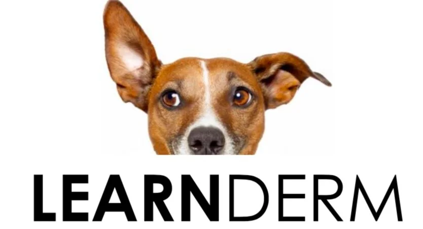 veterinary allergy specialist near me