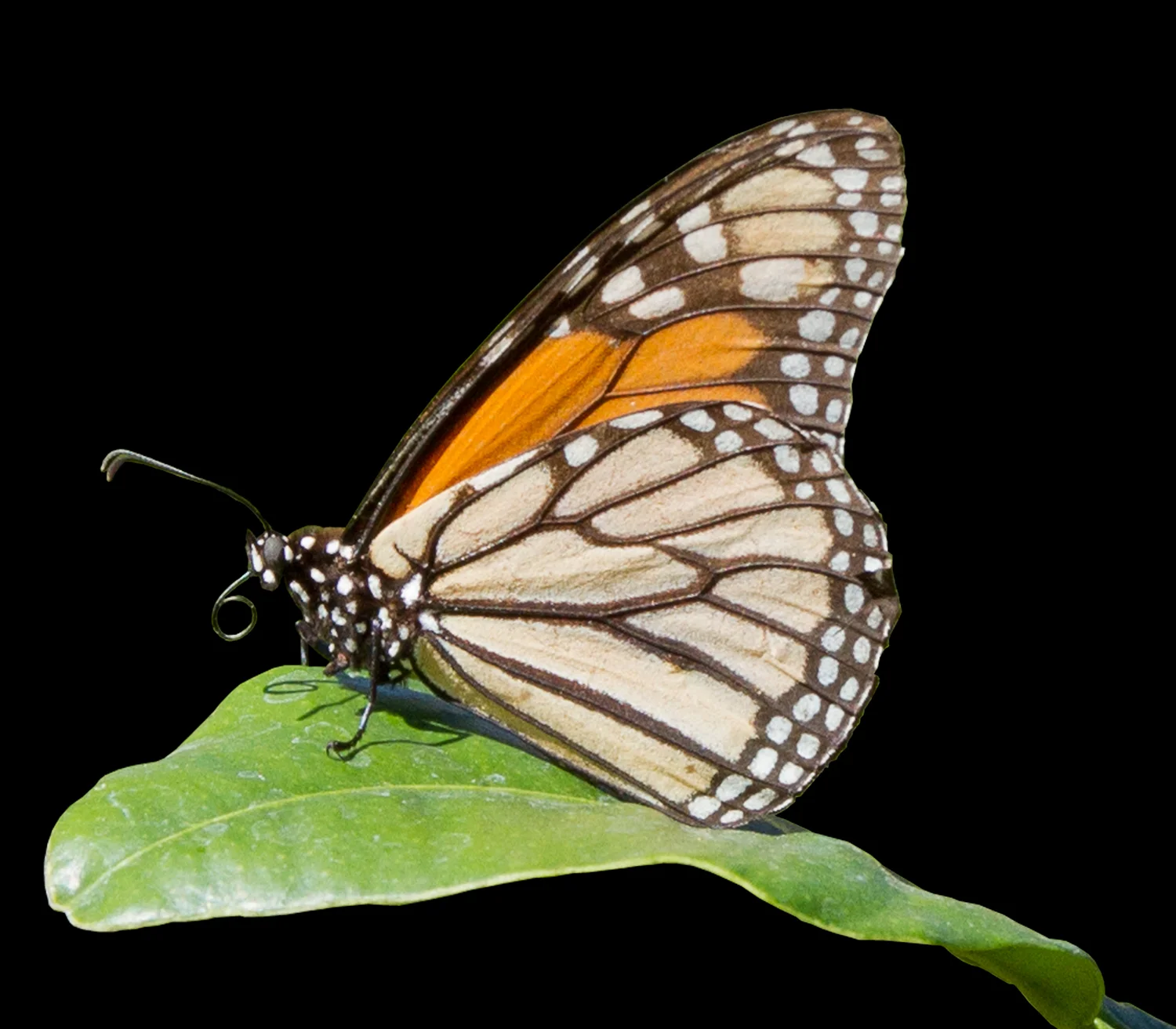 Butterfly.jpg