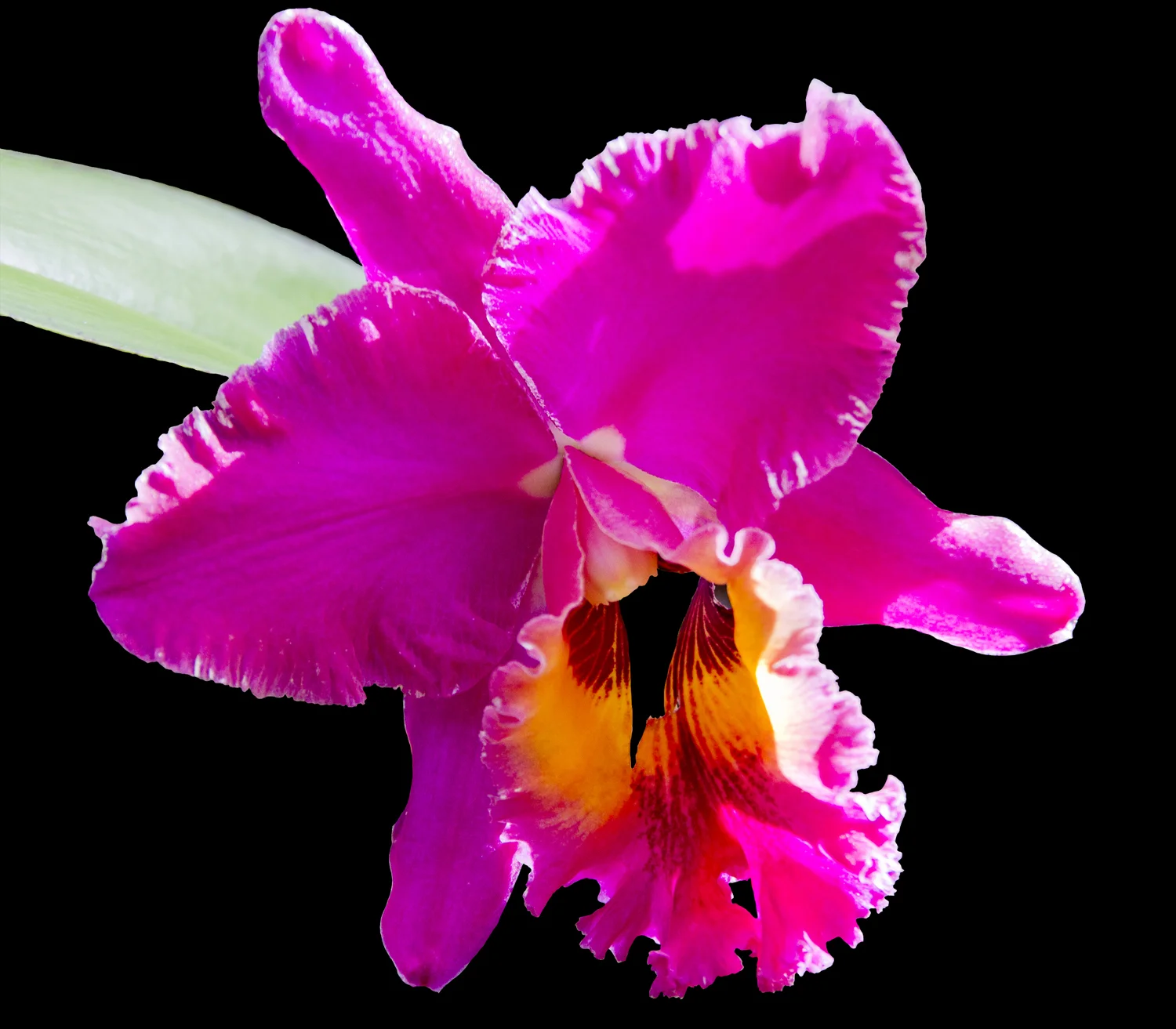 Flower 02.jpg