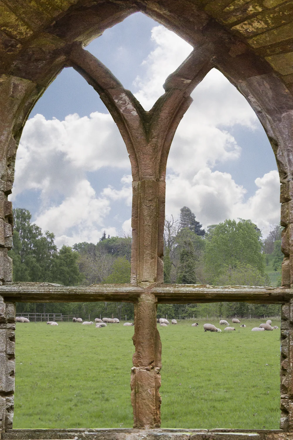 Dryburgh Abbey Sheep View