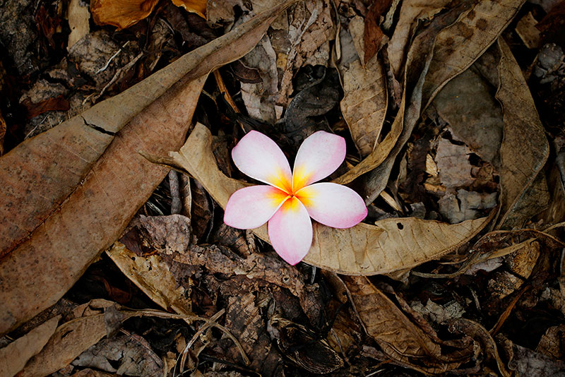 Plumeria