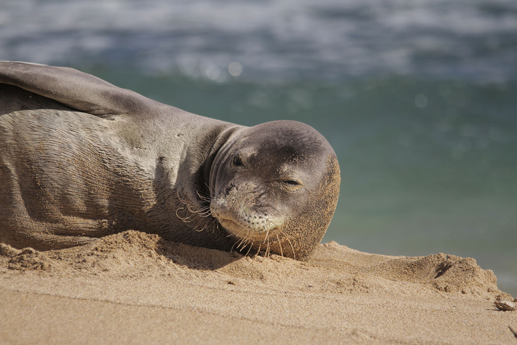 Hawaiian Monk Seal