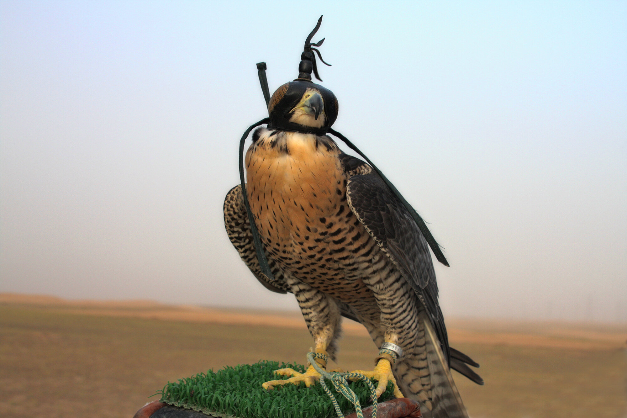 Falconry, United Arab Emirates