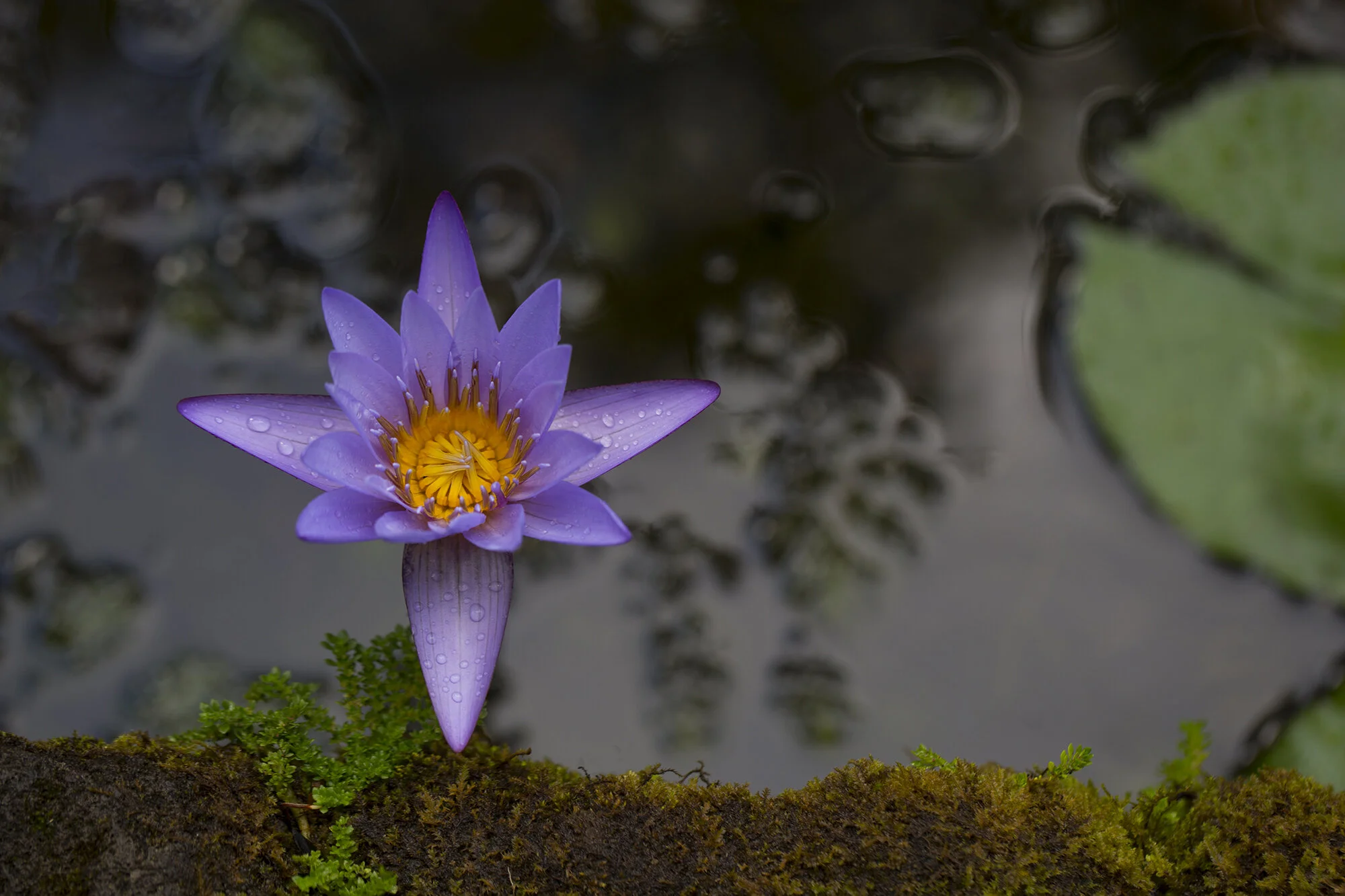 _85A4295_Lotus.jpg