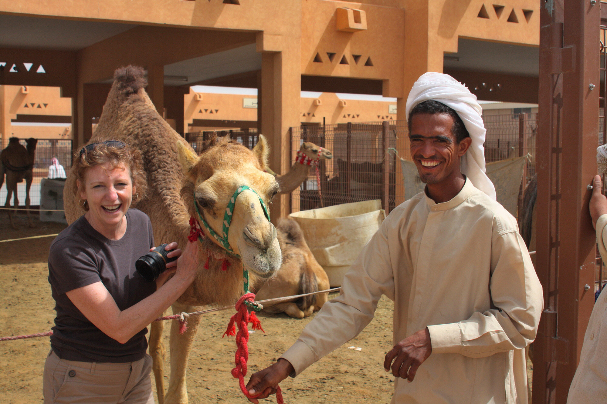 UAE - Camels