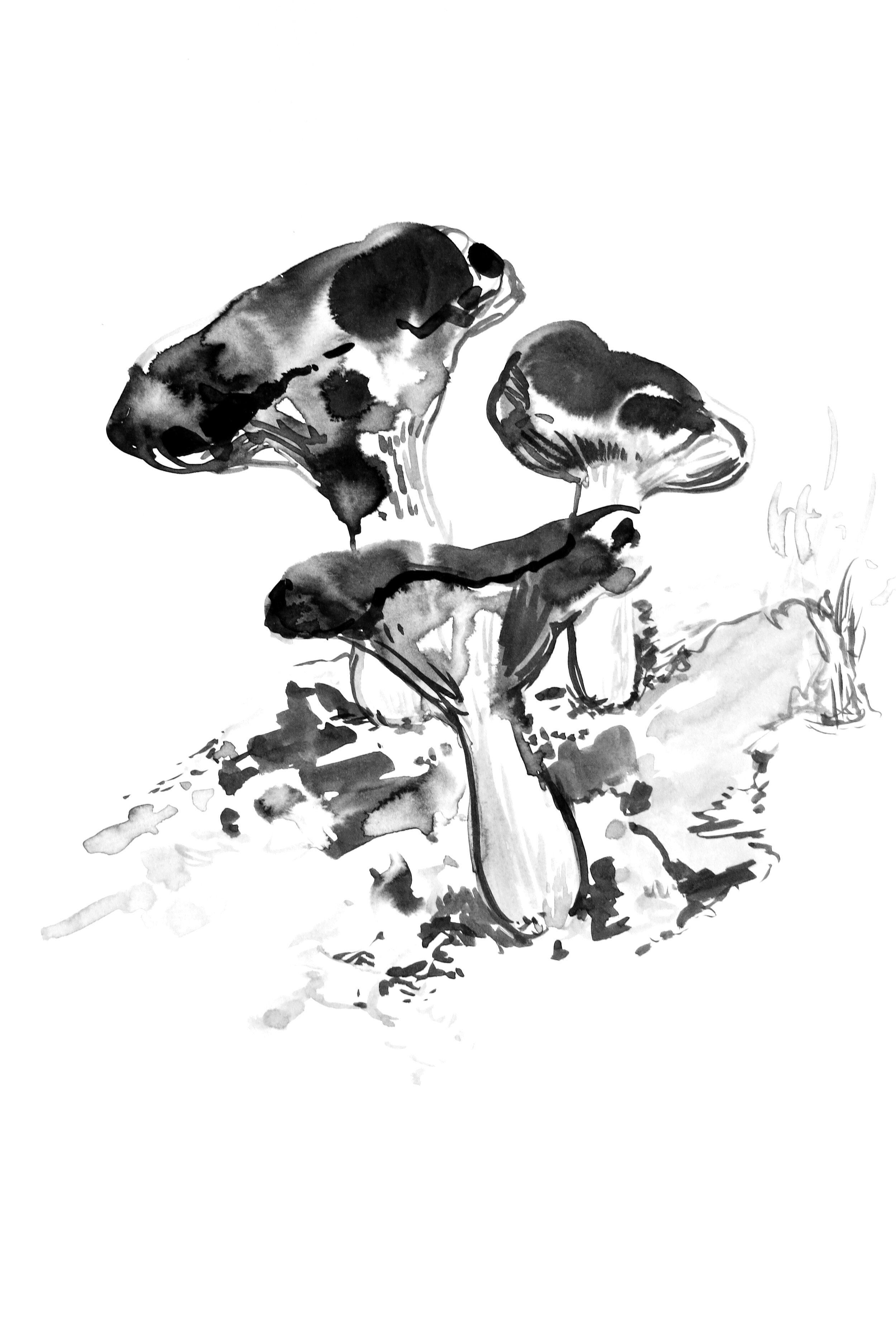 Mushroom3.jpg