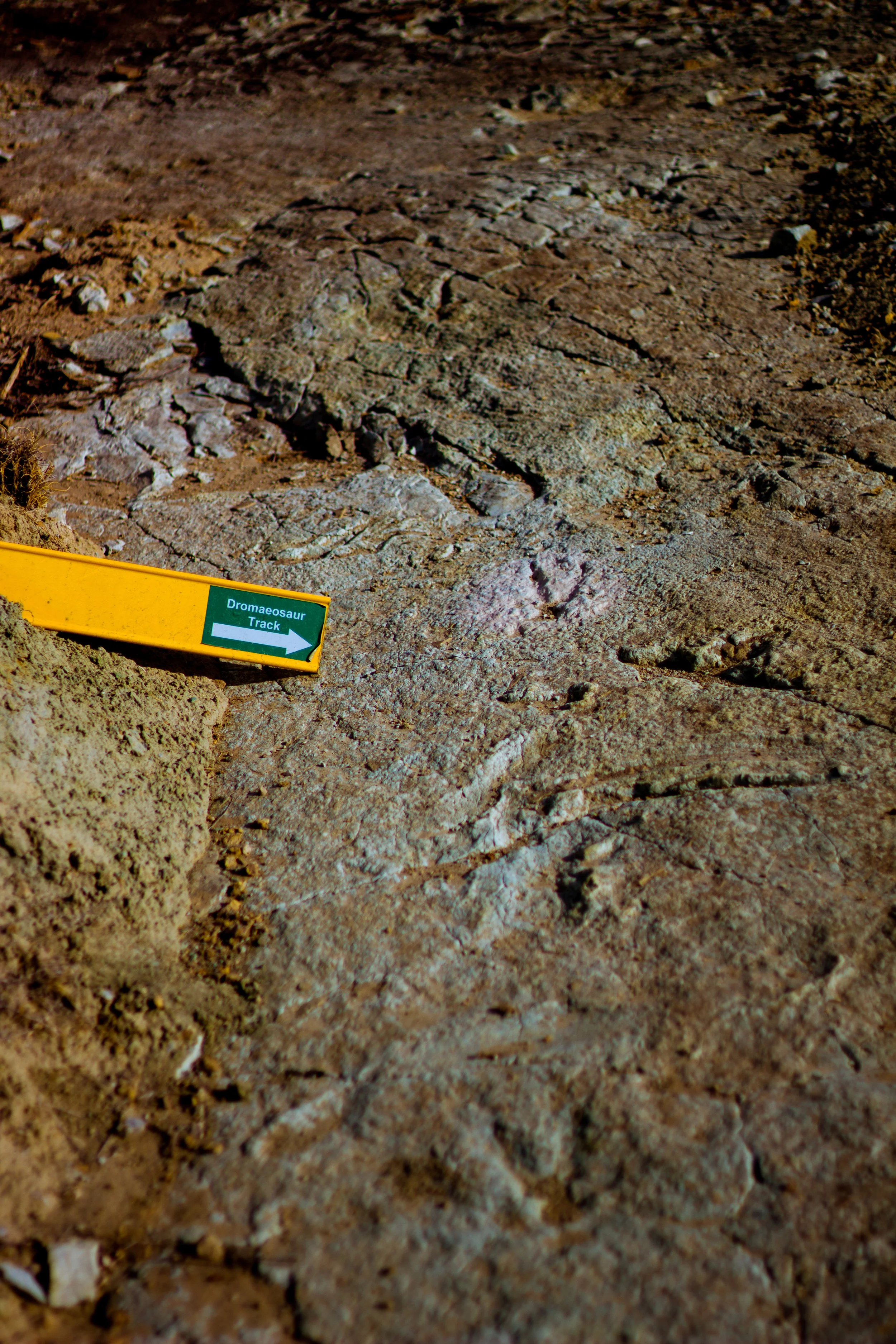 Name of Track: Dromaeosauripus / Early Cretaceous (~112 million years ago) 