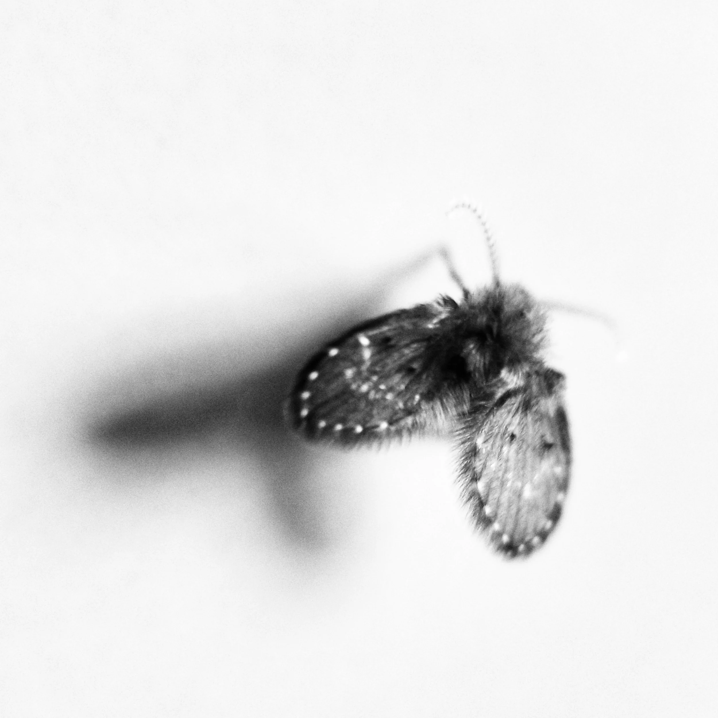 drain fly