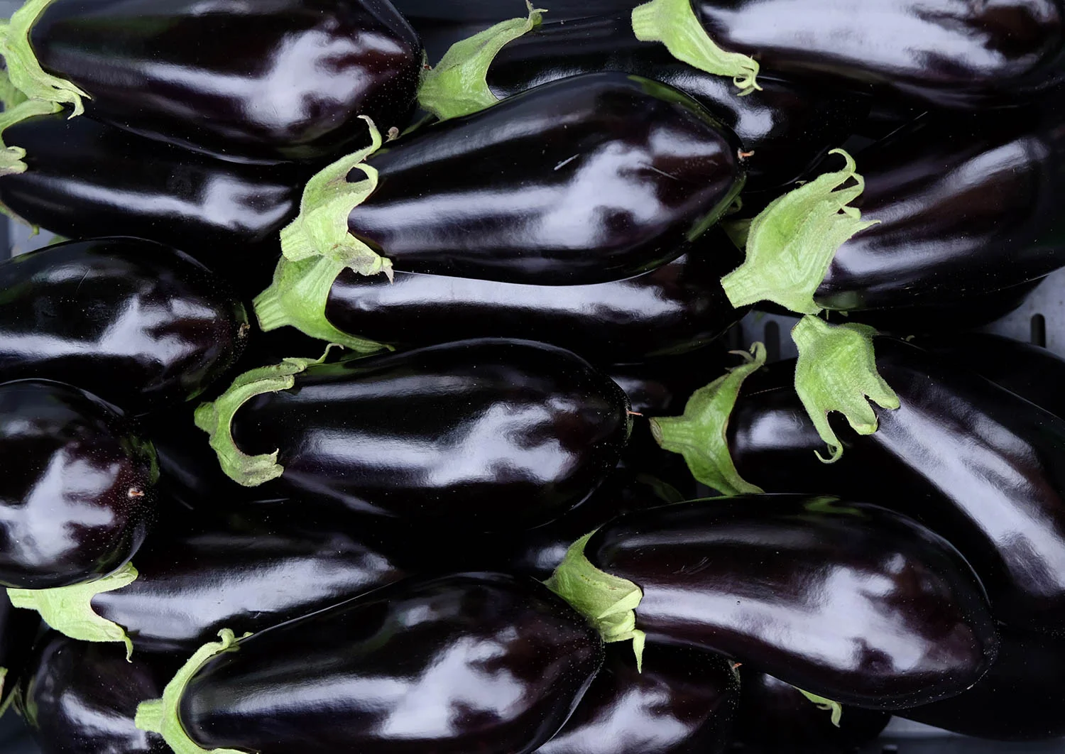 Eggplants on display-3.jpg