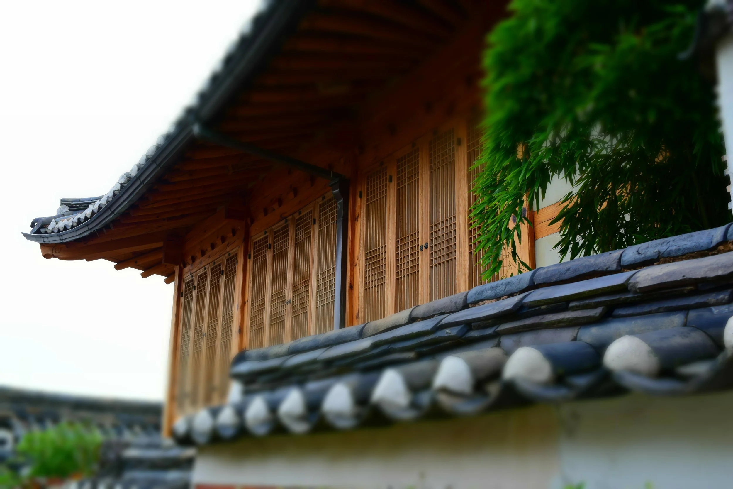 DSC_0908.JPG