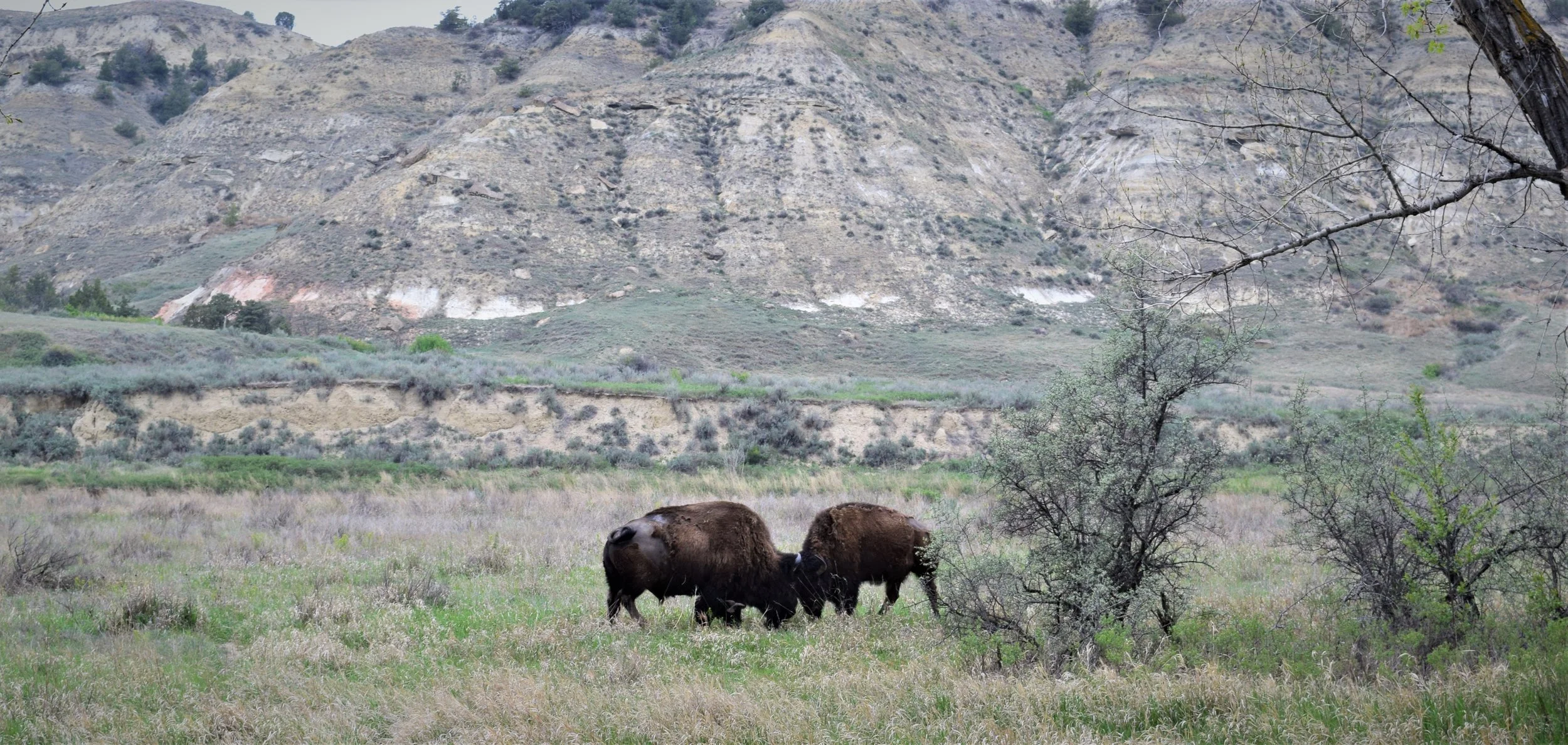 Theodore Roosevelt National Park - North Dakota