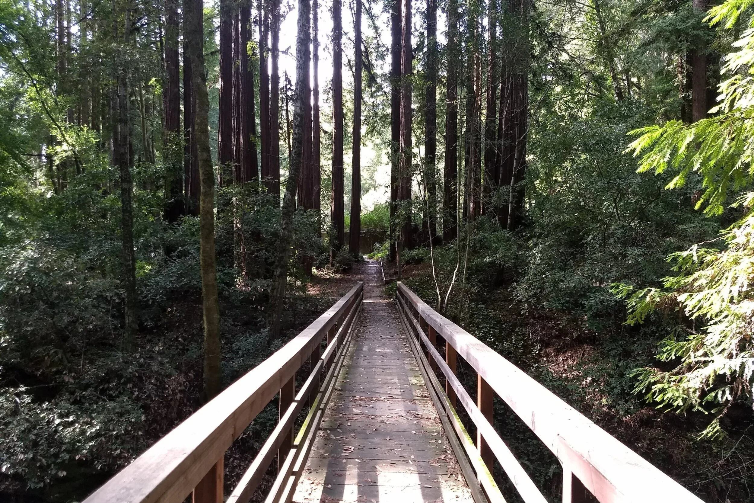 Bridge.jpg