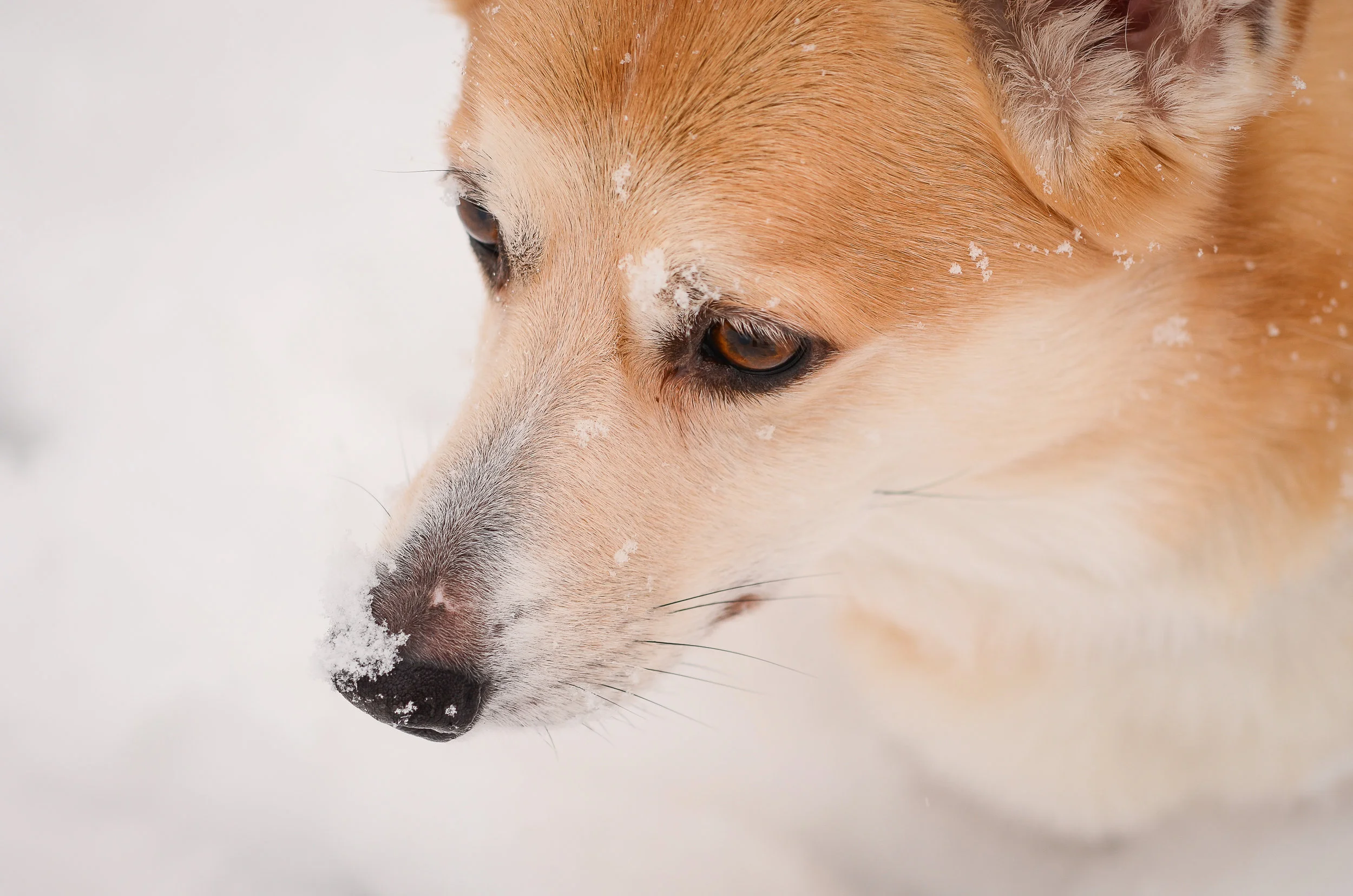 Snow-040.jpg