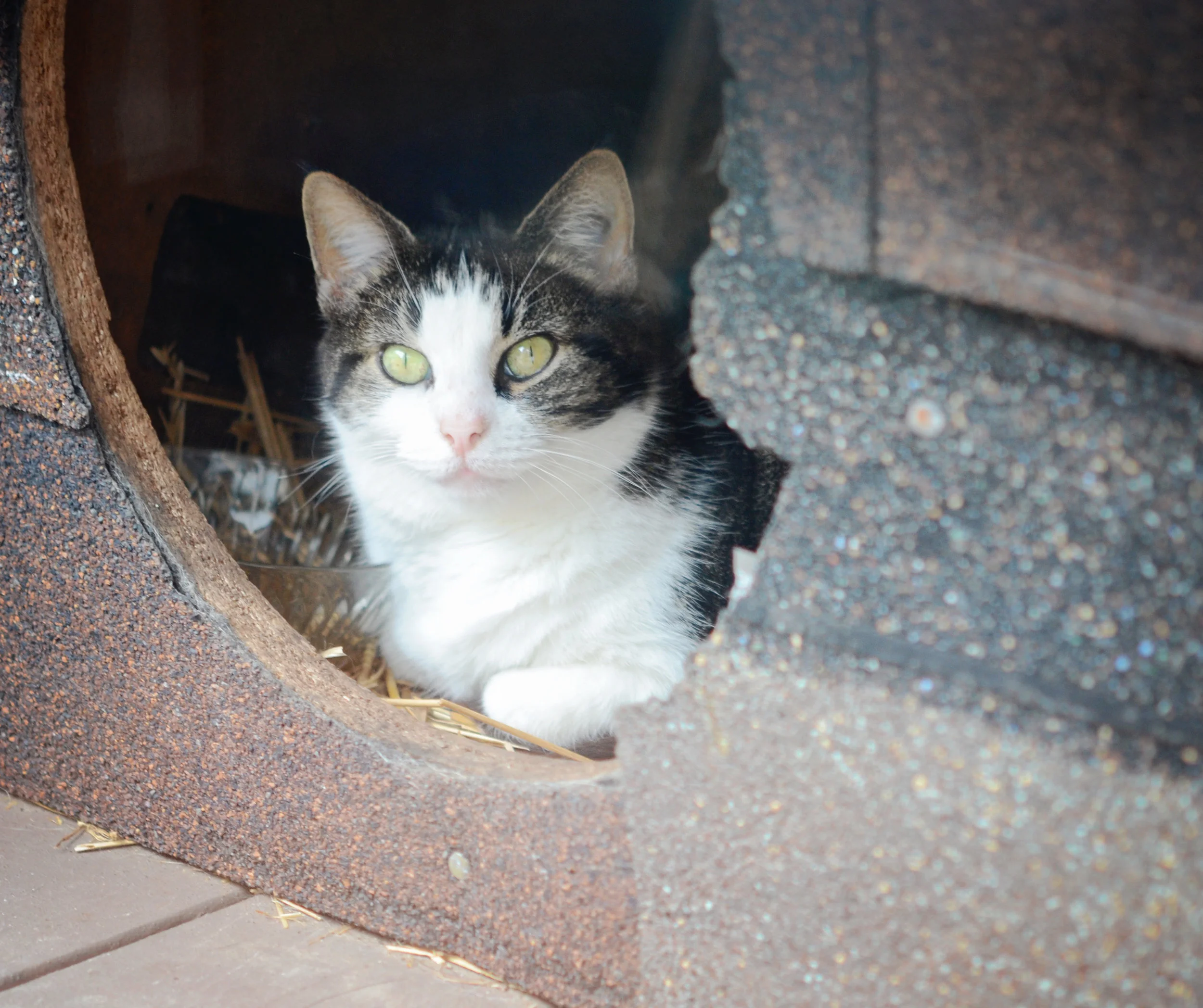 Kitty.jpg