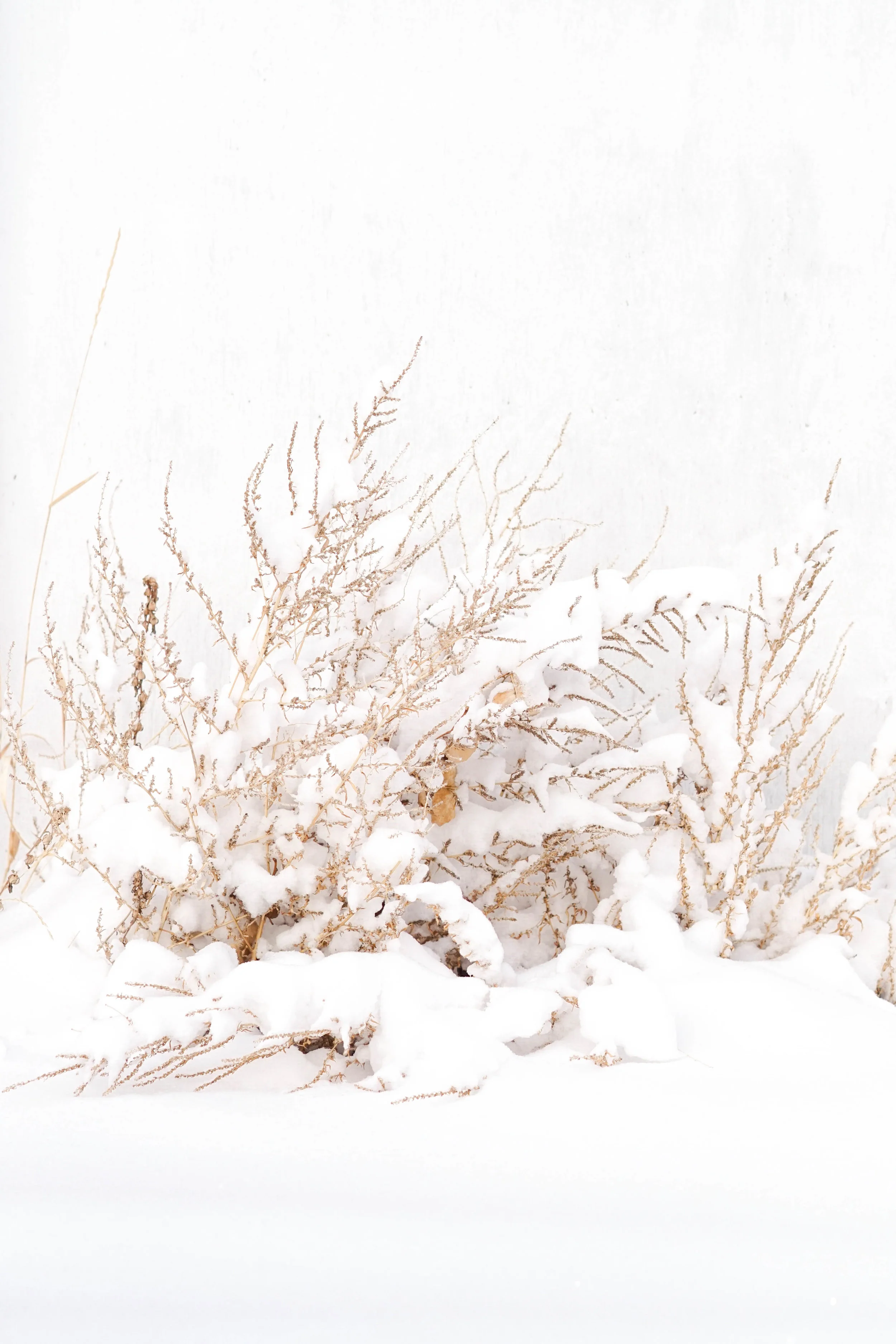 WinterFlorals.jpg