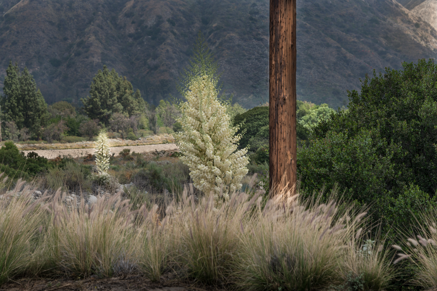 Bloom, Bradbury, California, © Robert Welkie 2016