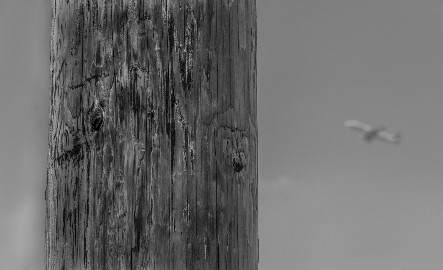 Telephone pole near LAX, California, © Robert Welkie 2016