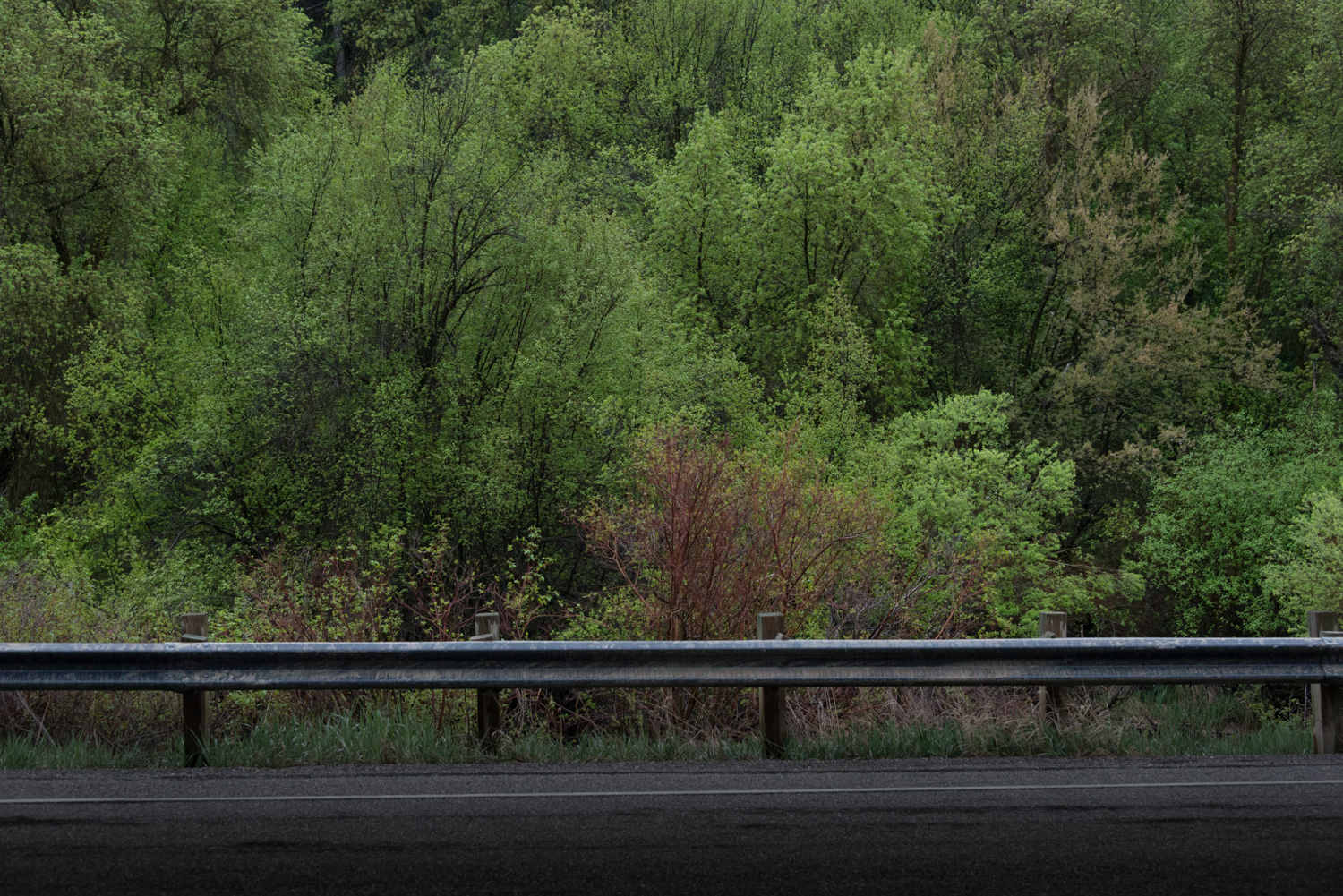 Guardrail with reddish bushes, Logan, Canyon, Utah © Robert Welkie 2016