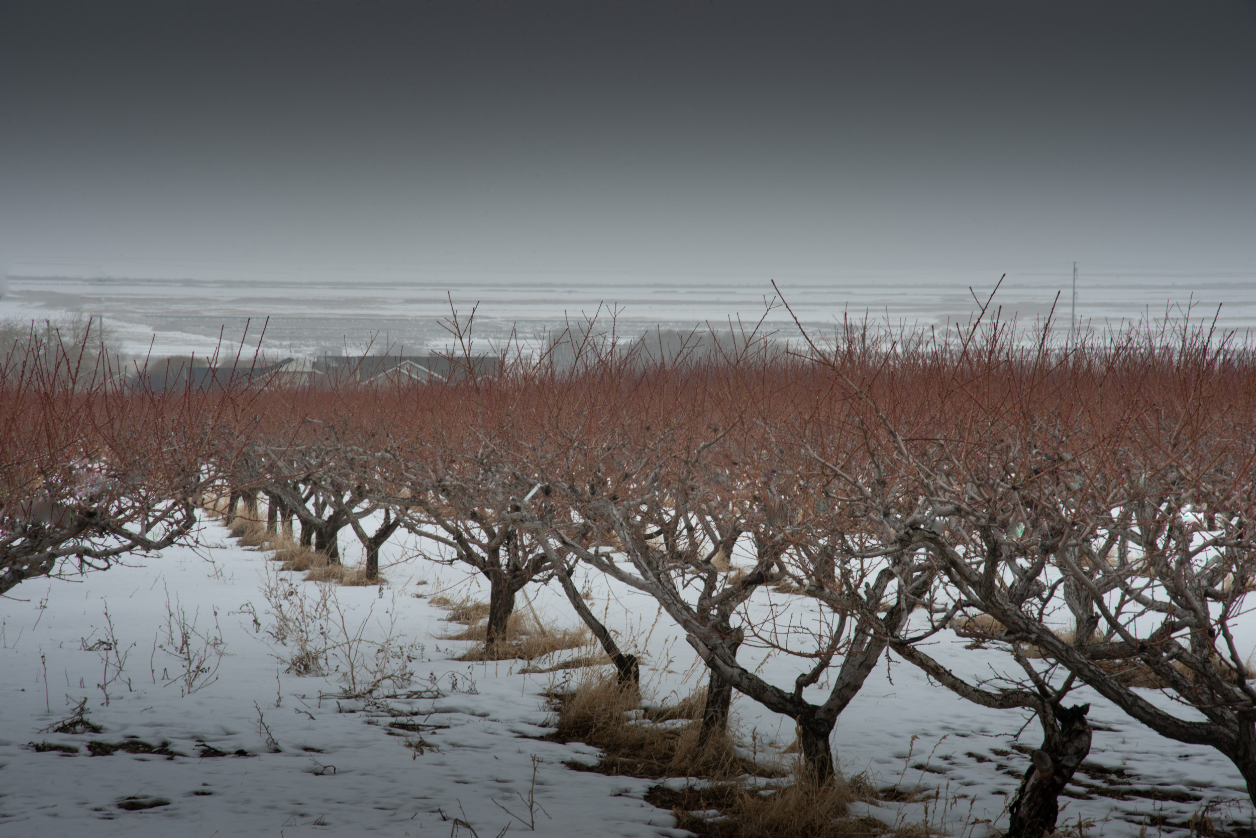  Orchard, Willard, Utah © Robert Welkie 2016 