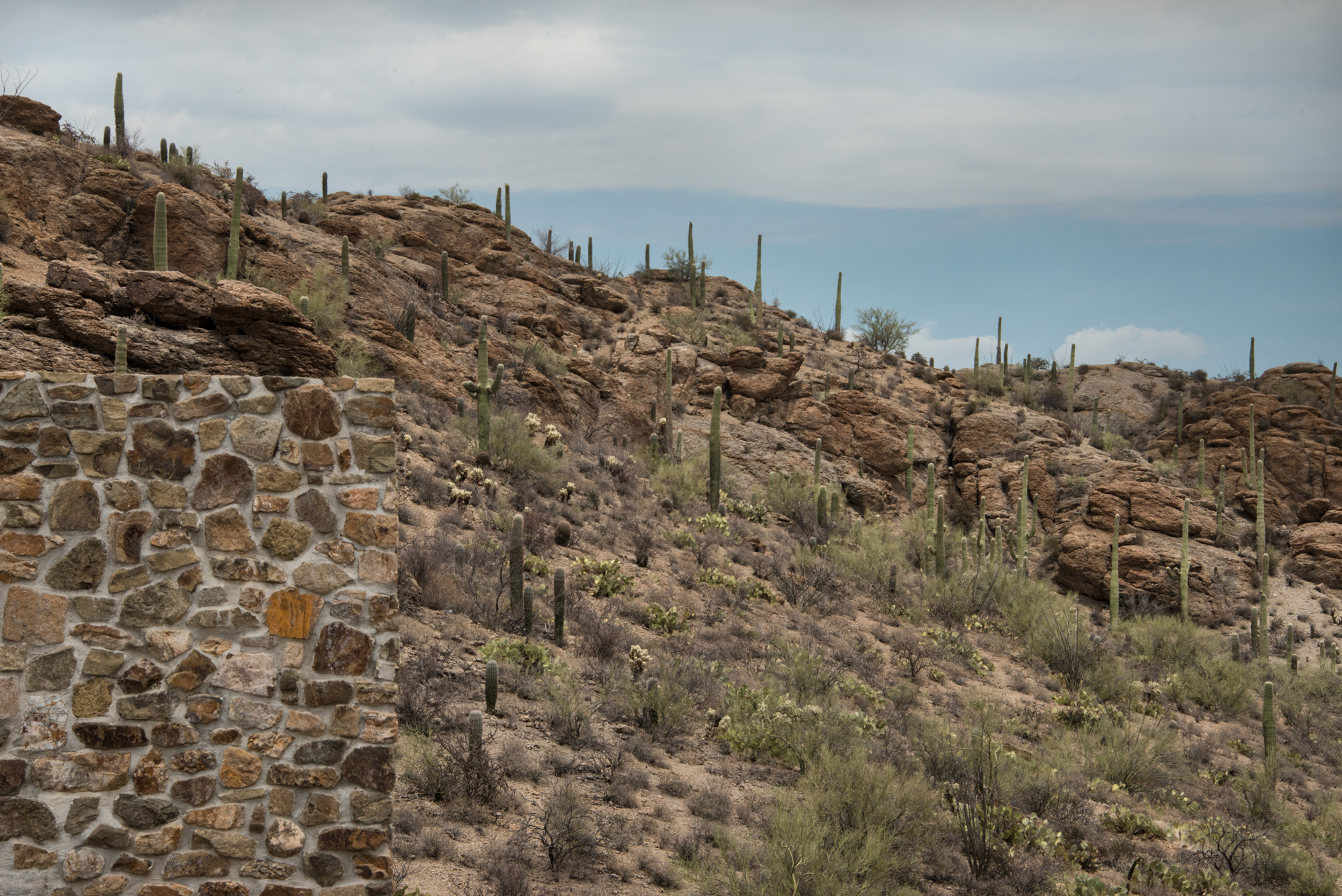  Wall and Saguaros at Gates Pass, Arizona © Robert Welkie 2018 